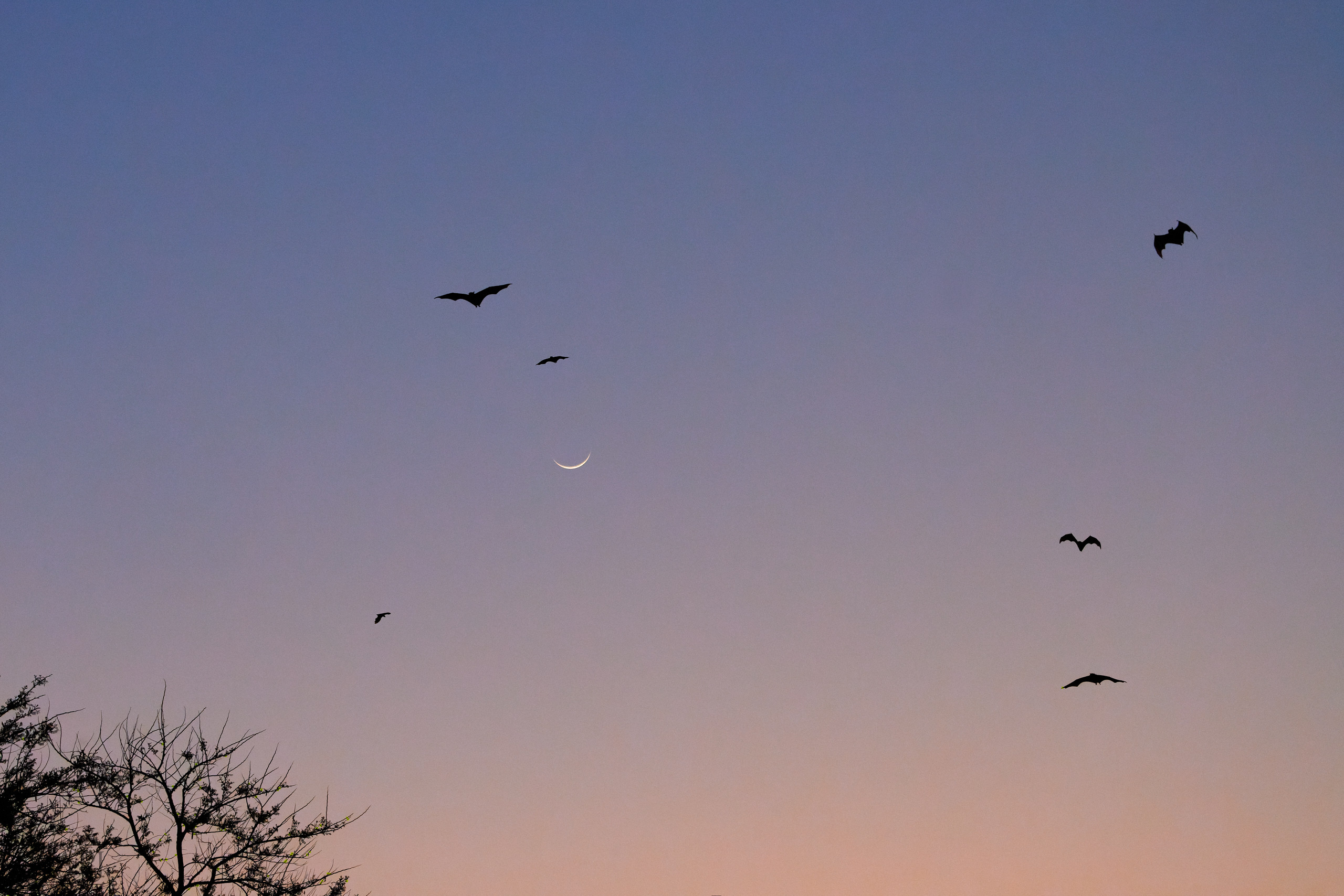 00432 APJ  A7A0386 CR3D