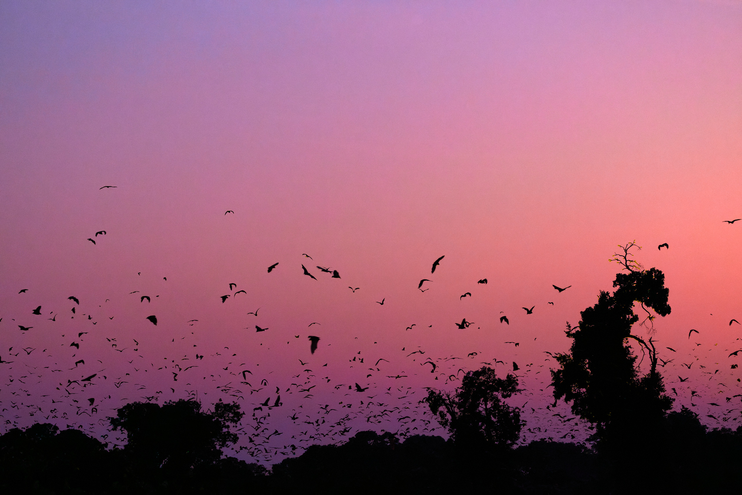 00438 APJ  A7A0534 CR3D