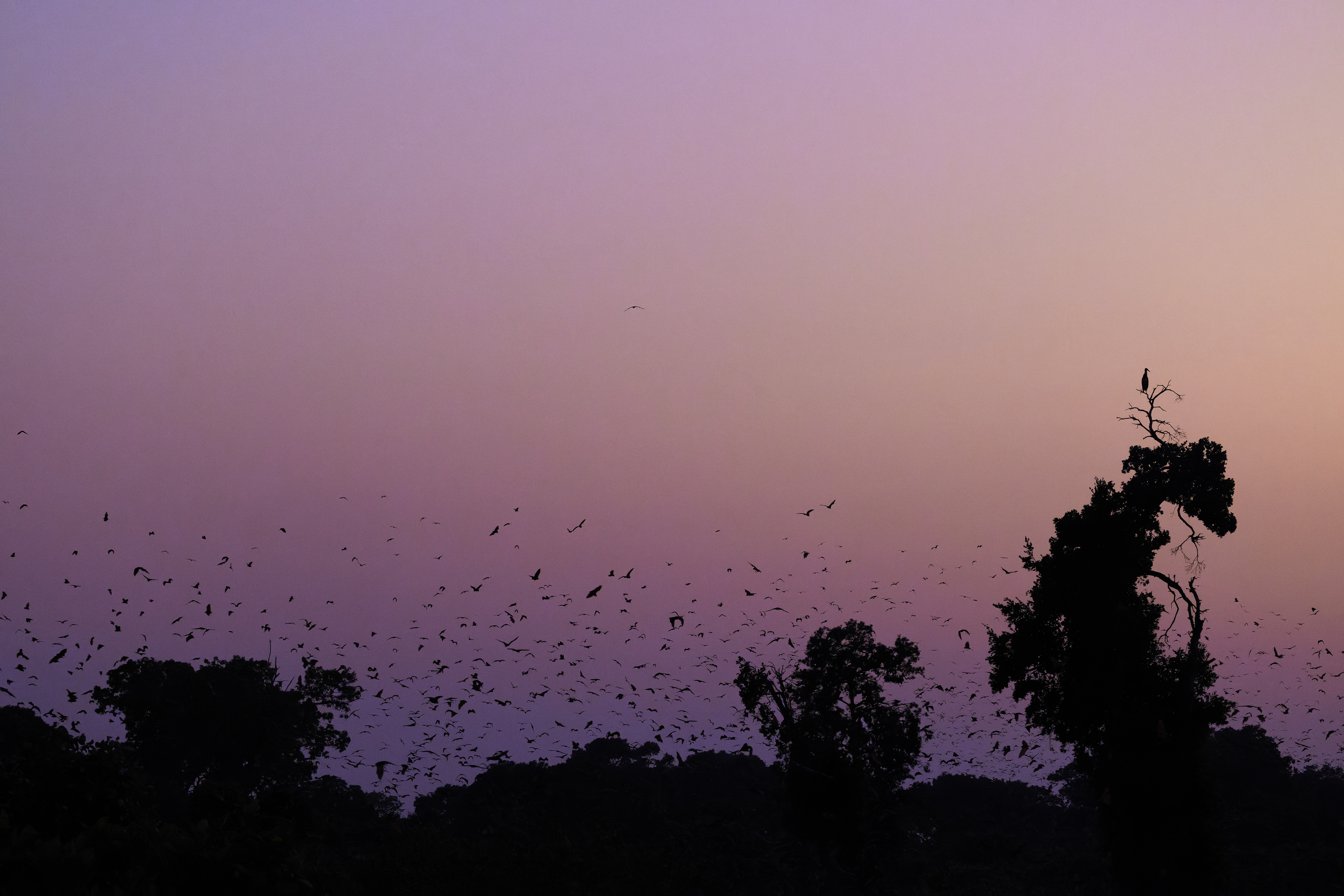 00439 APJ  A7A0563 CR3D