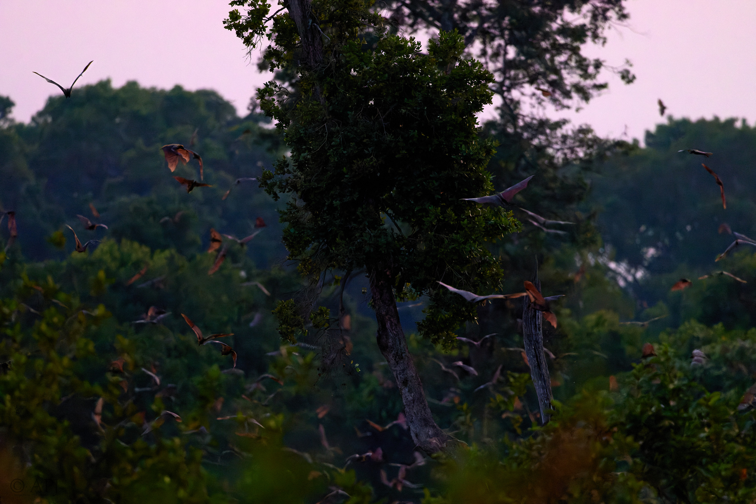 00441 APJ  A7A0590 CR3D