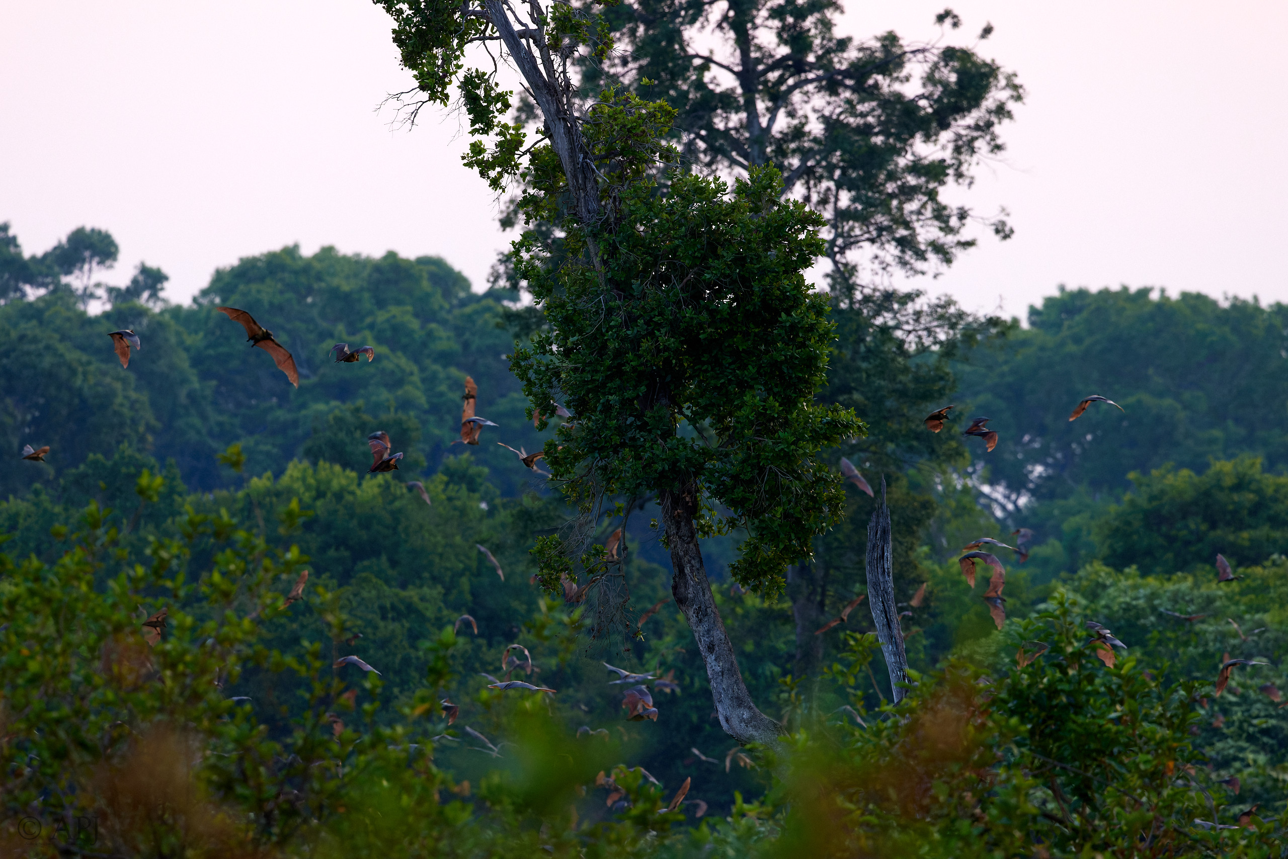 00446 APJ  A7A0664 CR3D