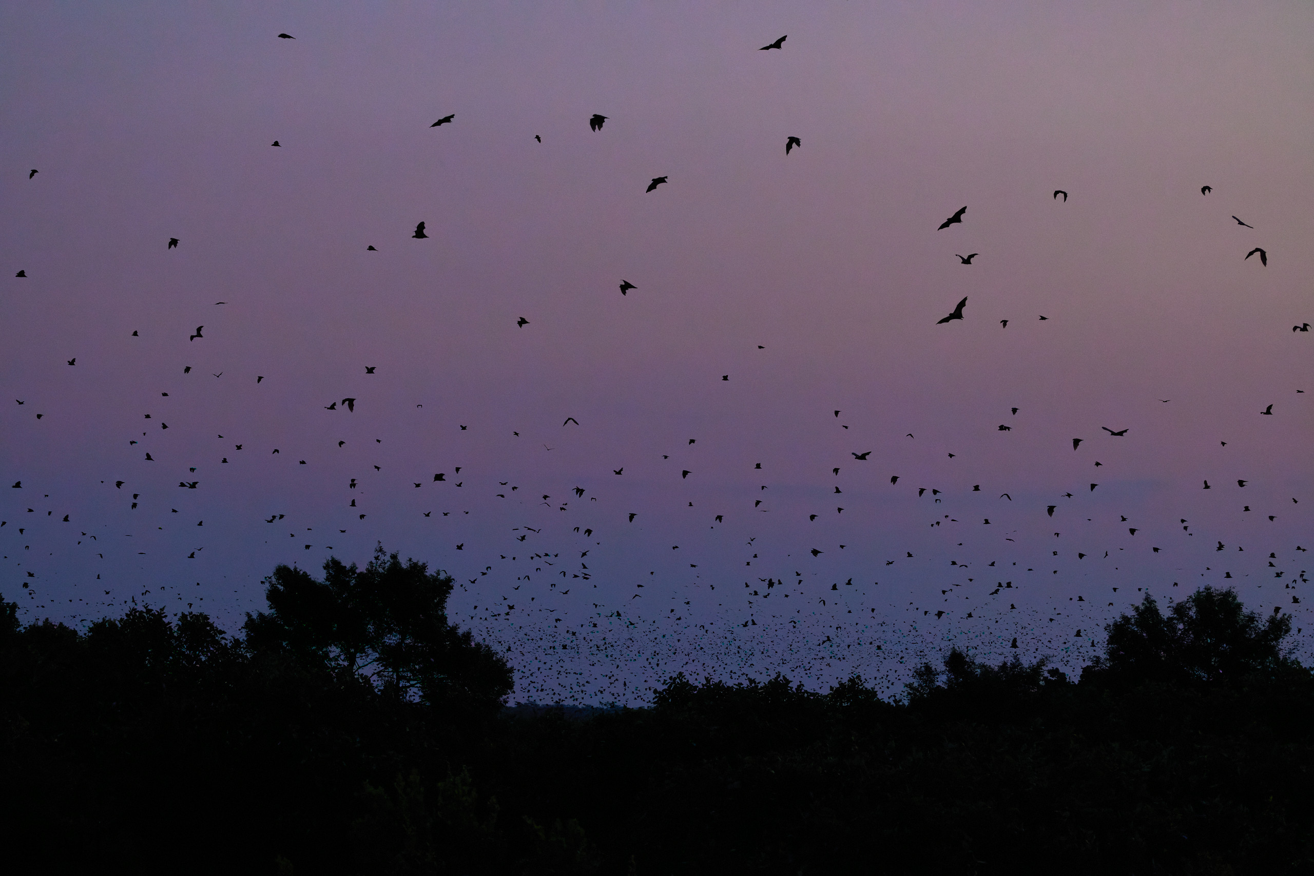 00466 APJ  A7A0974 CR3D