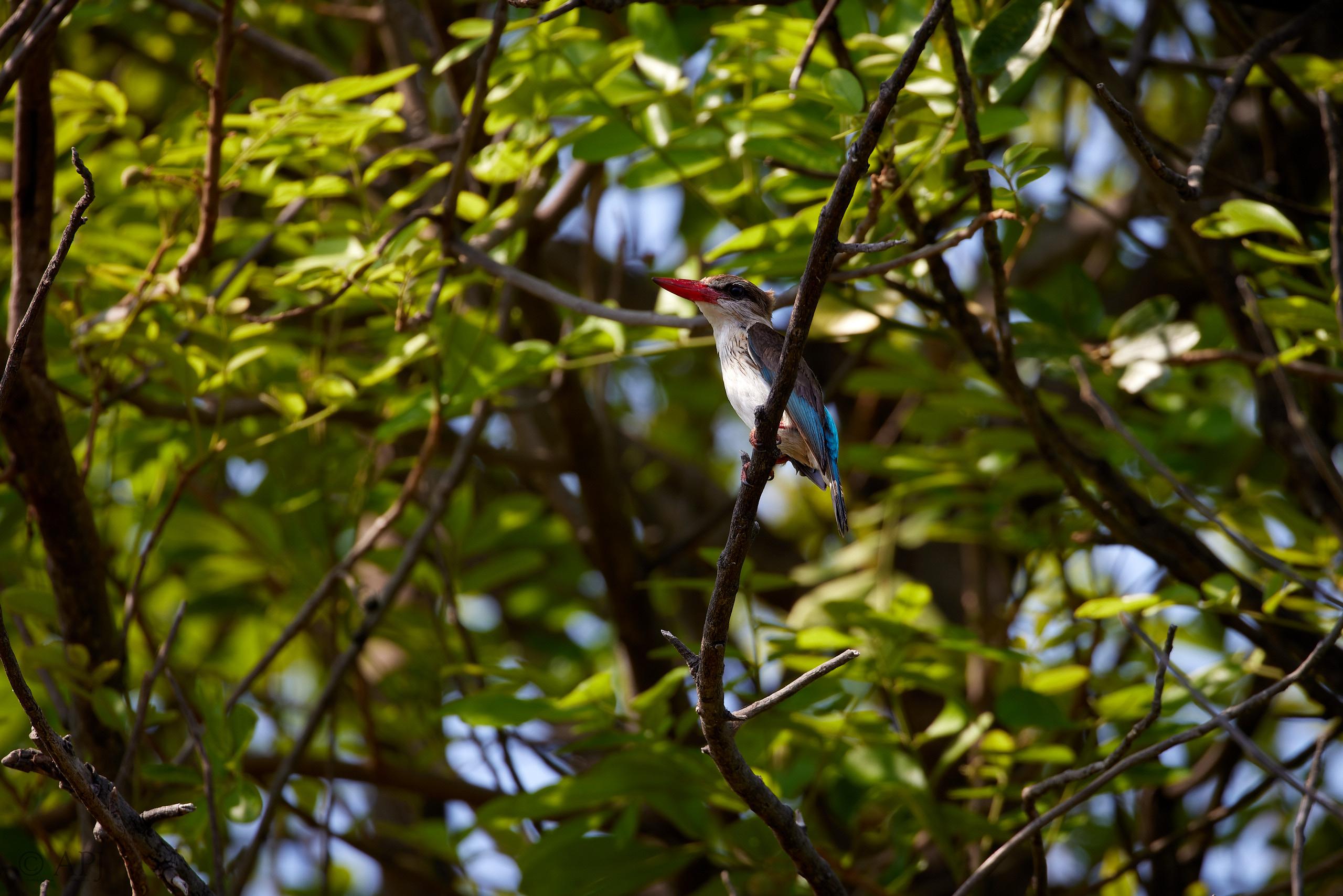 00498 APJ  A7A1212 CR3D