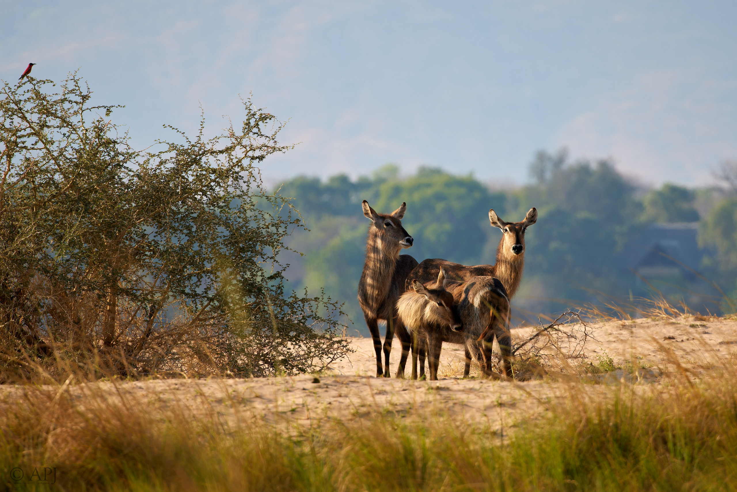 00534 APJ  A7A1849 CR3D