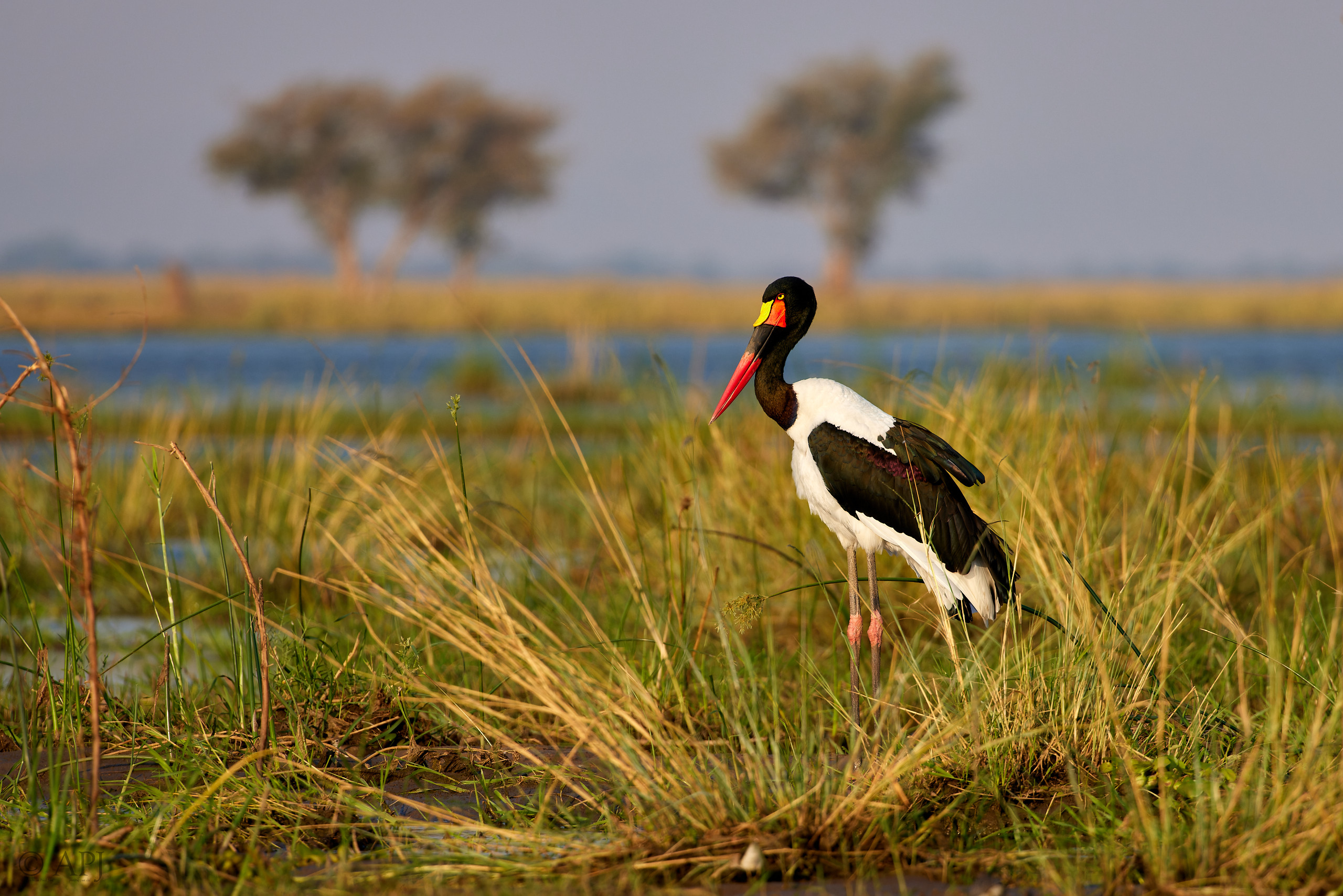 00550 APJ  A7A2130 CR3D