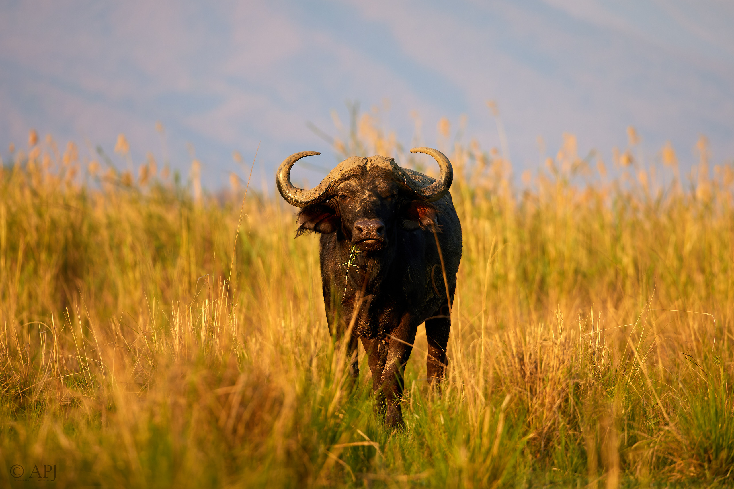 00556 APJ  A7A2251 CR3D