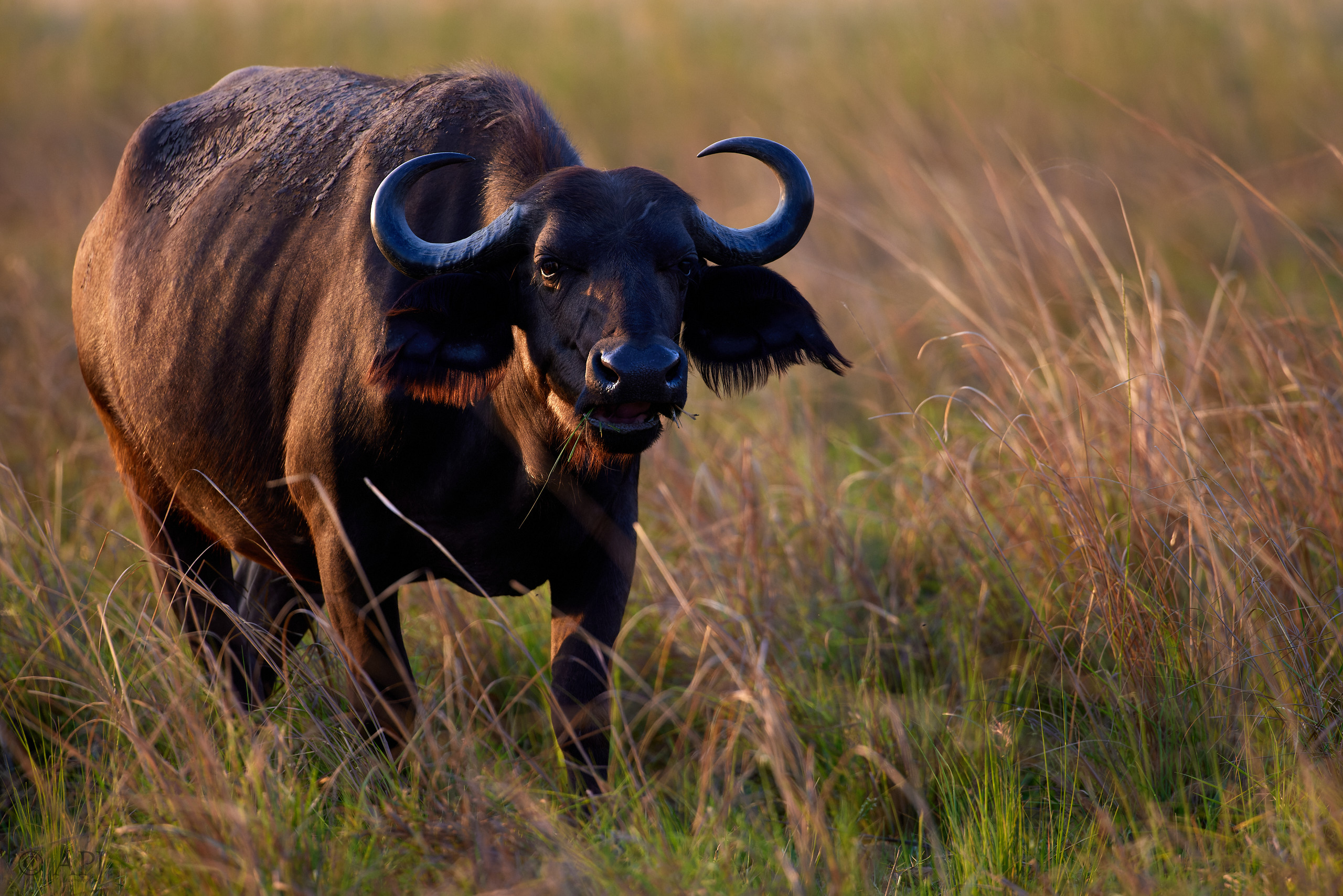 00560 APJ  A7A2299 CR3D