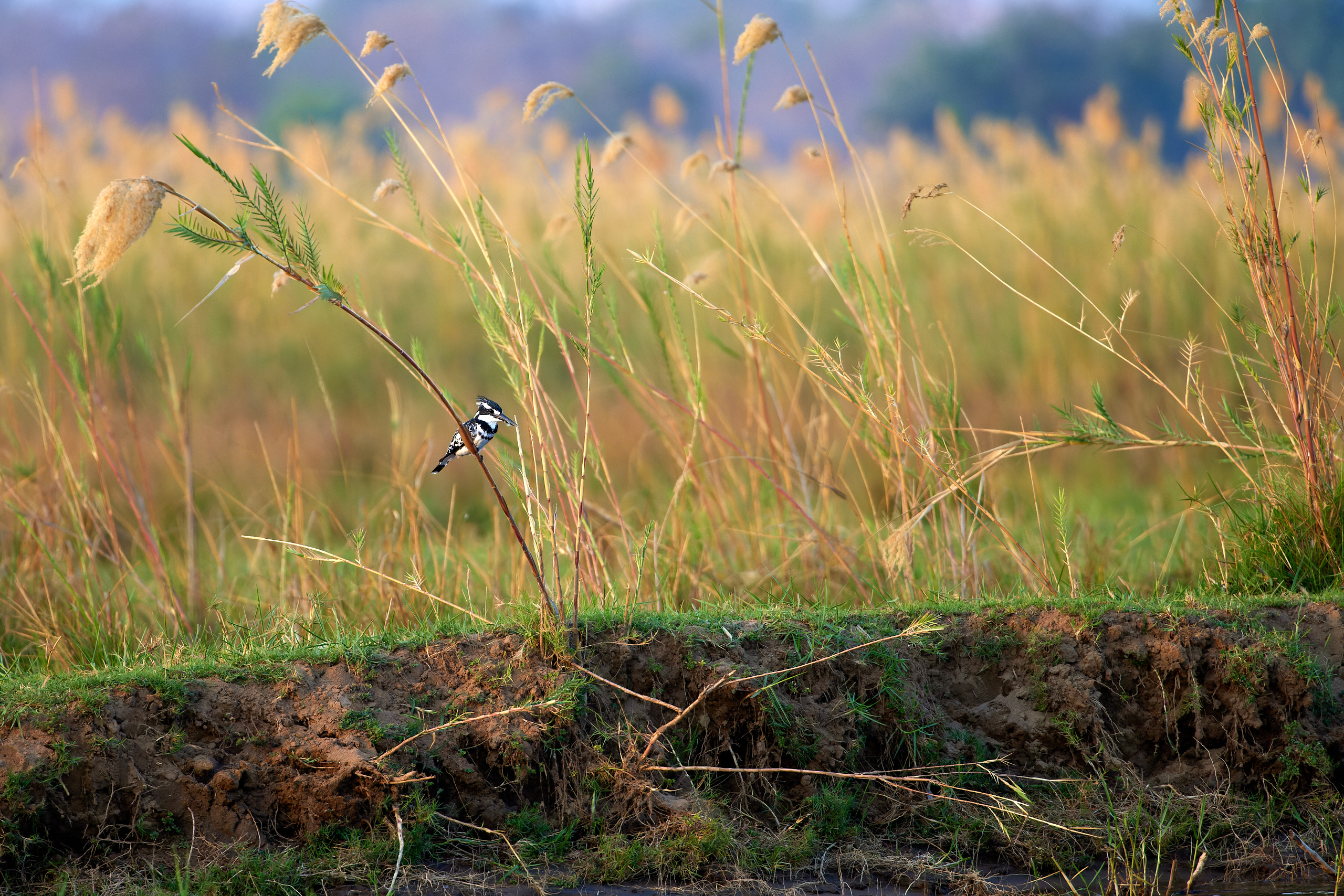 00562 APJ  A7A2322 CR3D