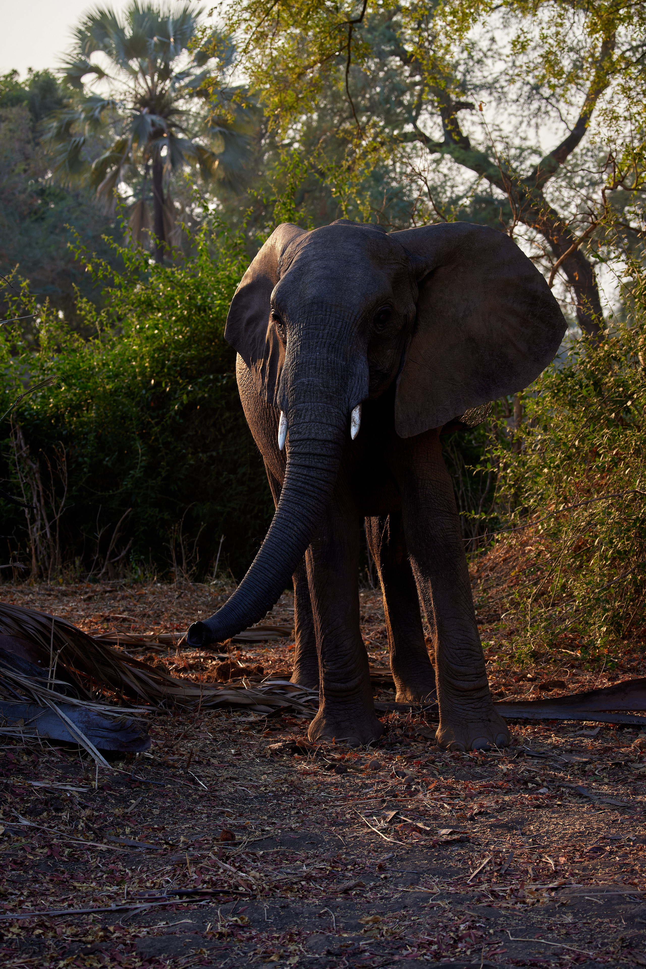 00577 APJ  A7A2390 CR3D