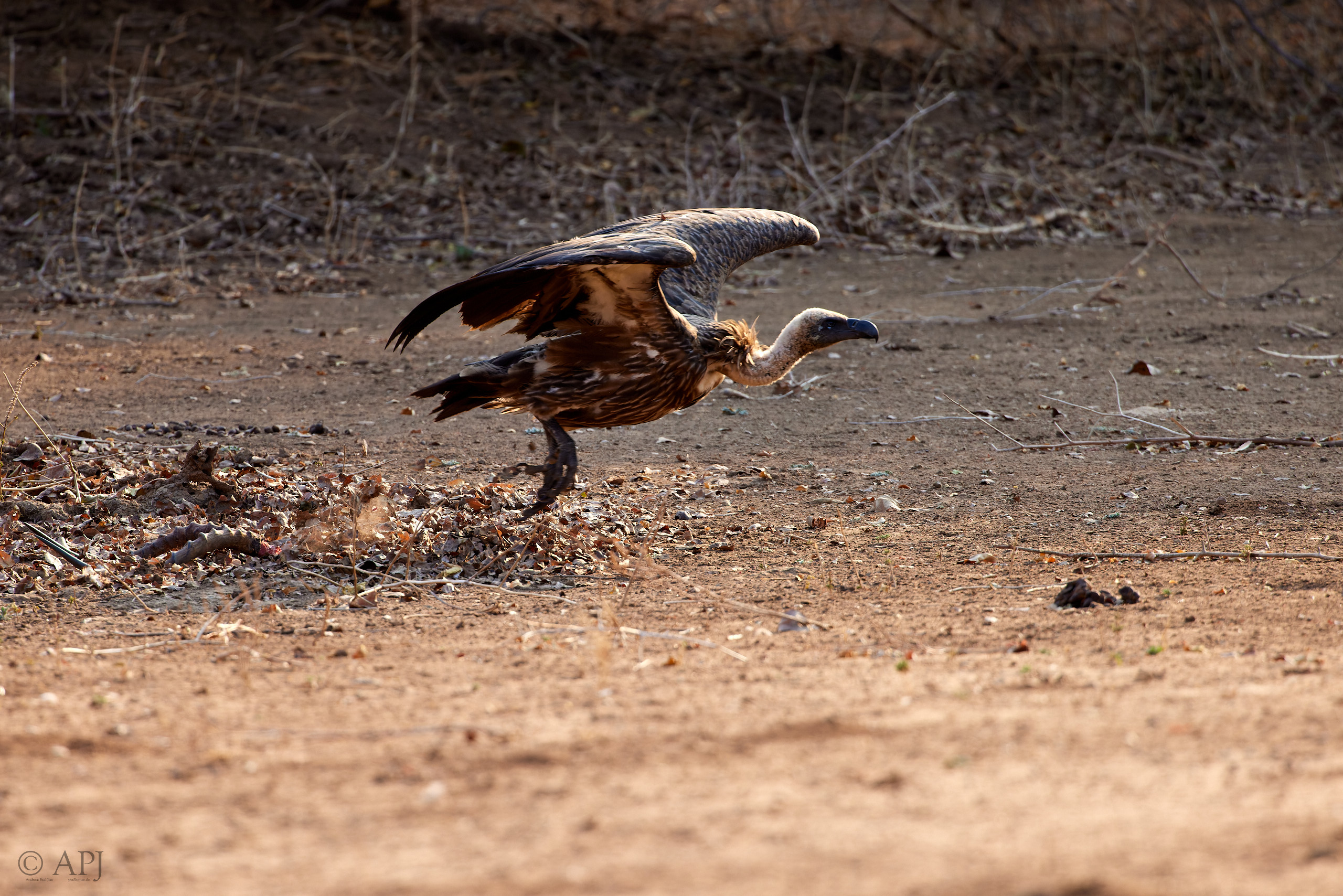 00583 APJ  A7A2428 CR3D