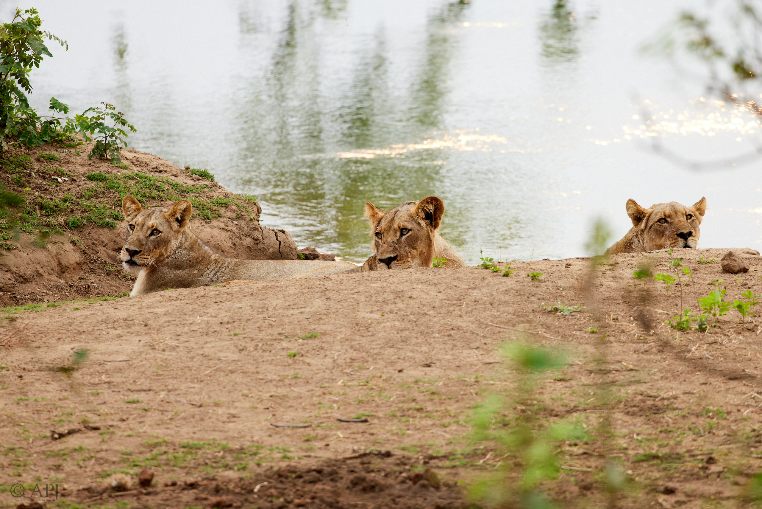 00621 APJ  A7A2963 CR3D