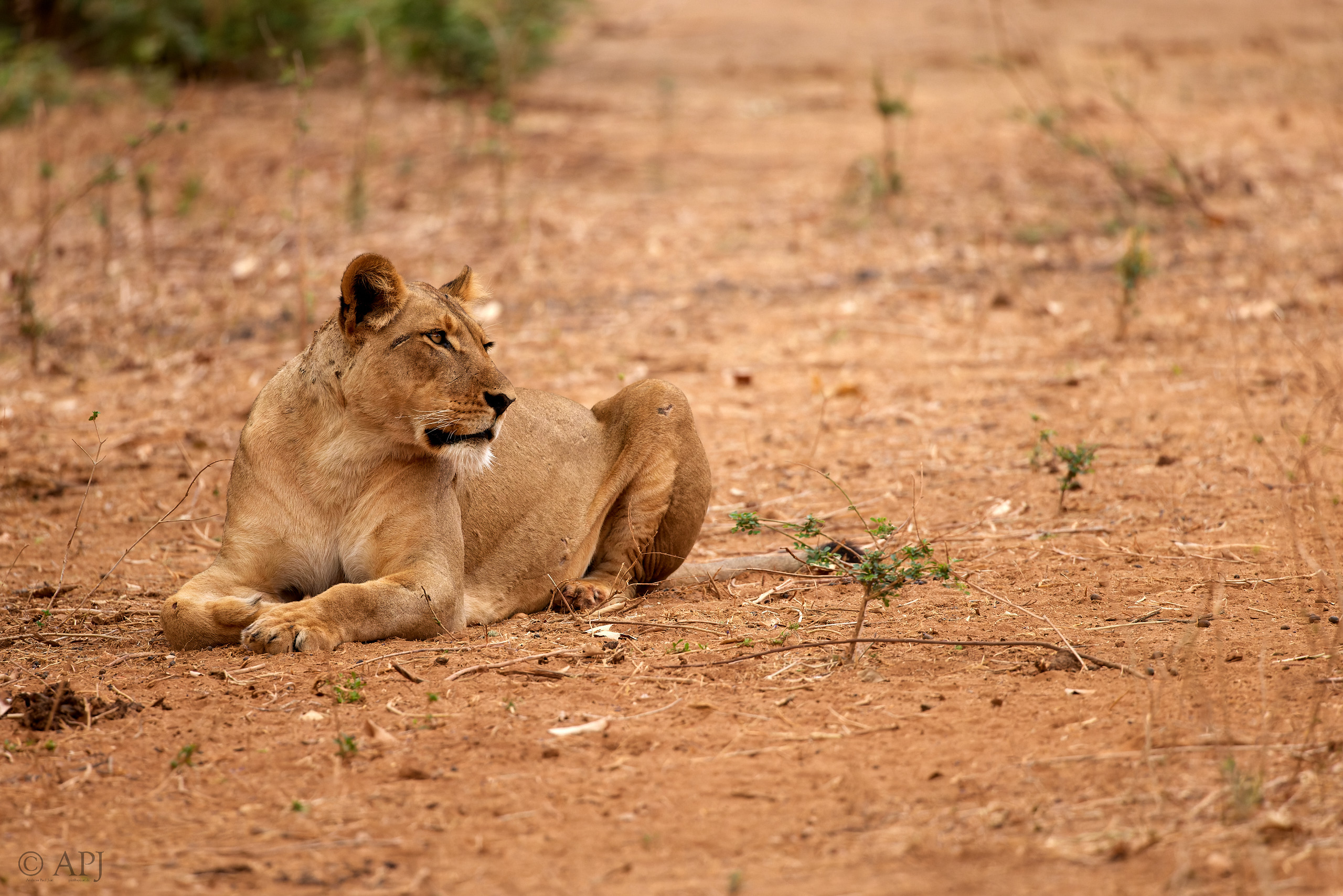 00625 APJ  A7A3076 CR3D