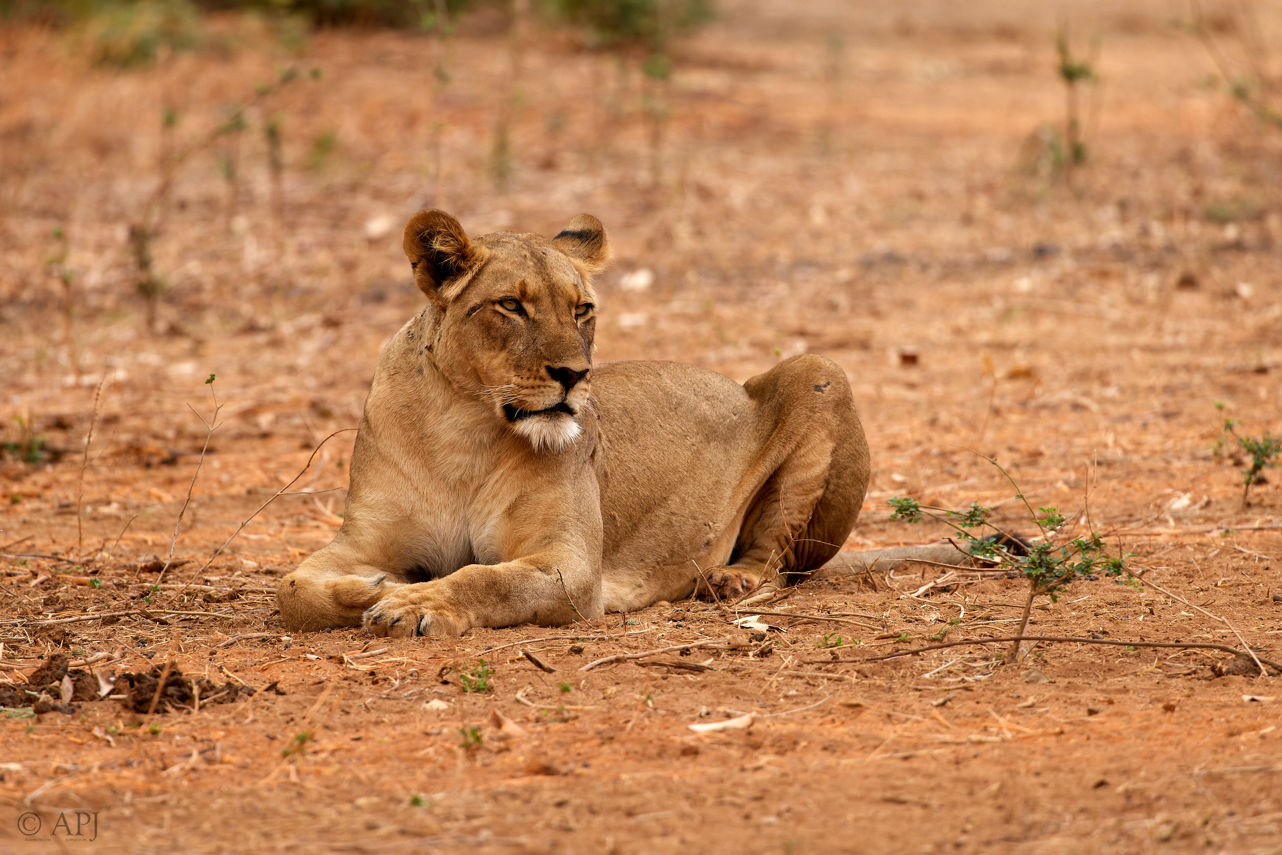 00628 APJ  A7A3134 CR3D