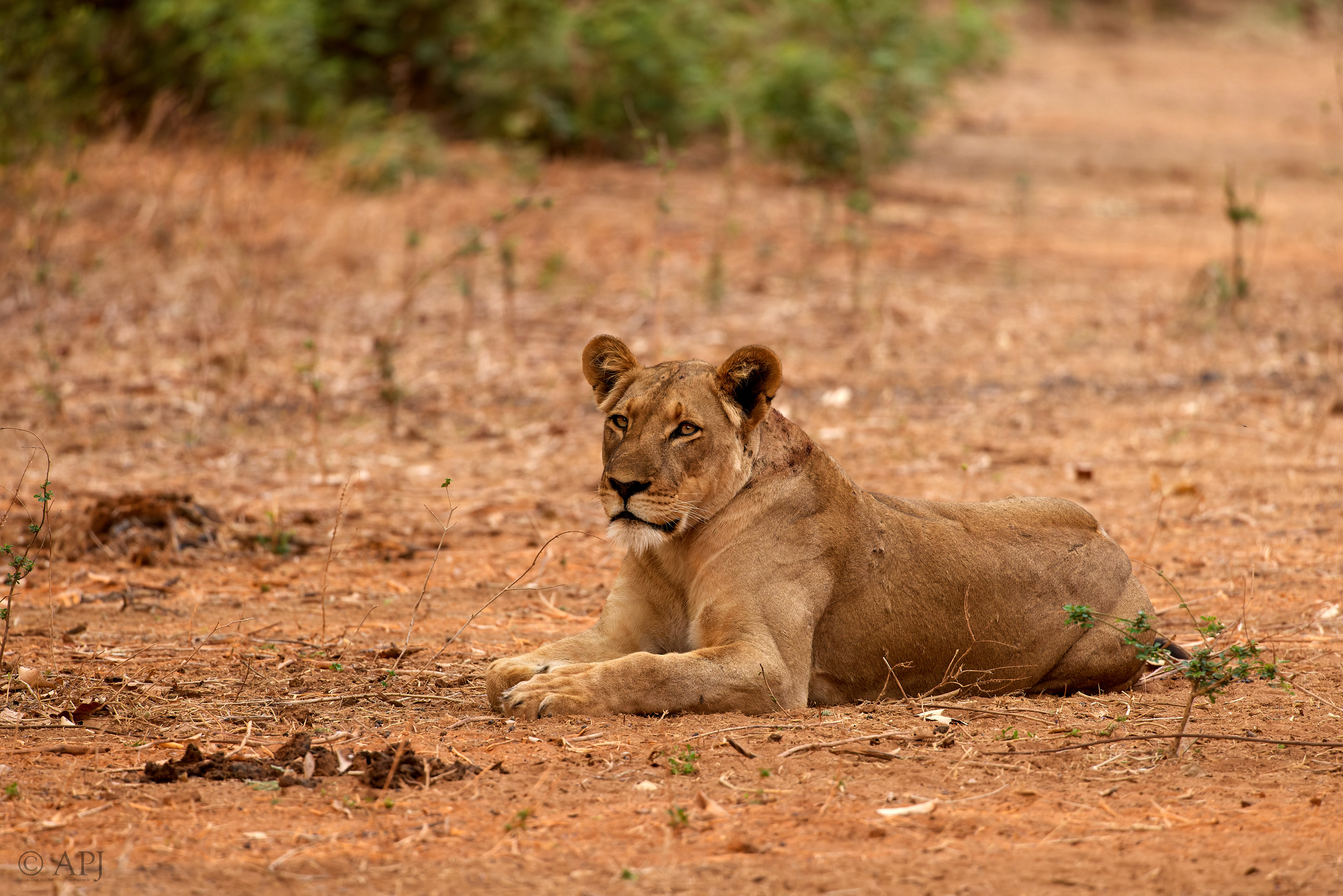 00629 APJ  A7A3138 CR3D