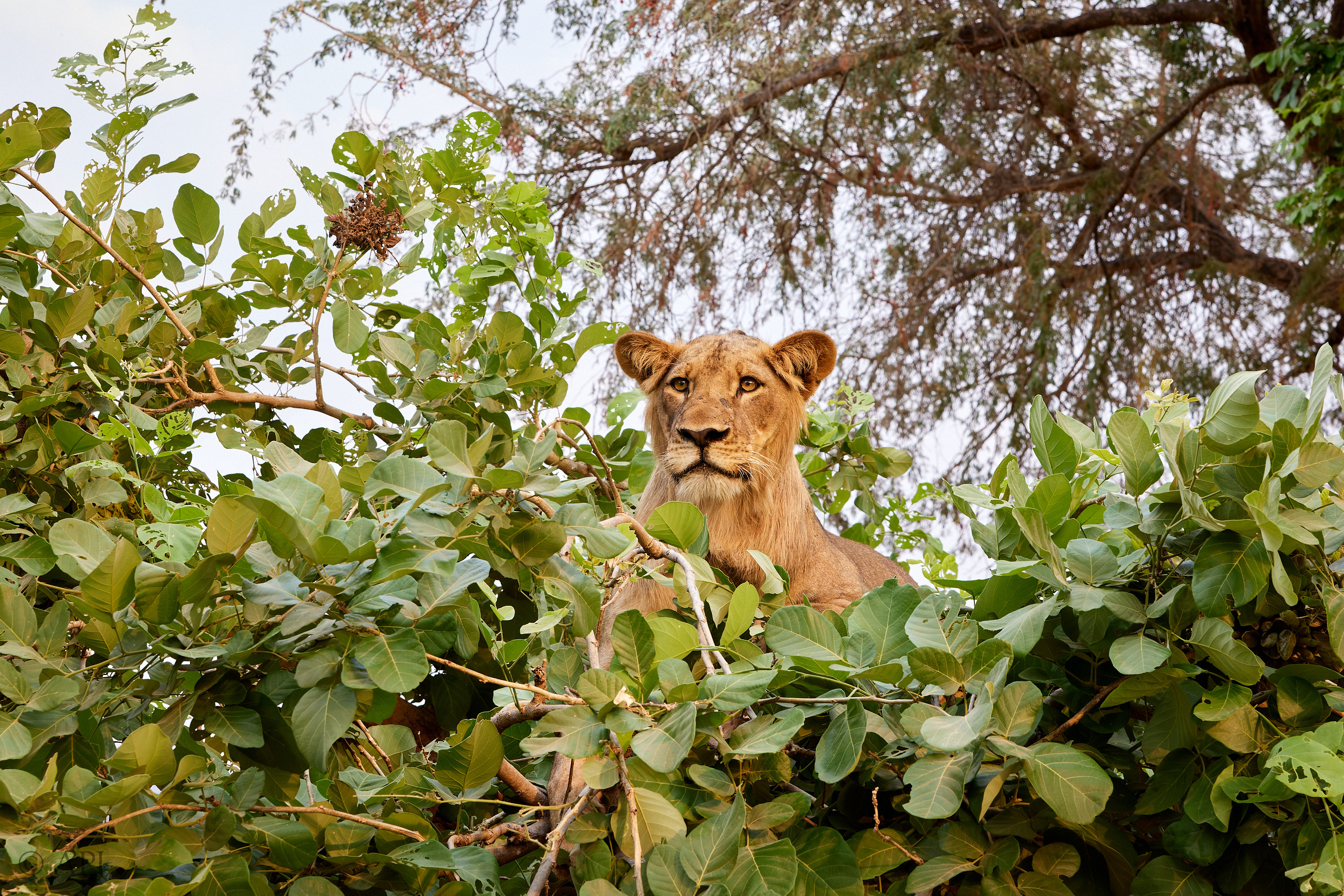 00630 APJ  59A0176 CR3D