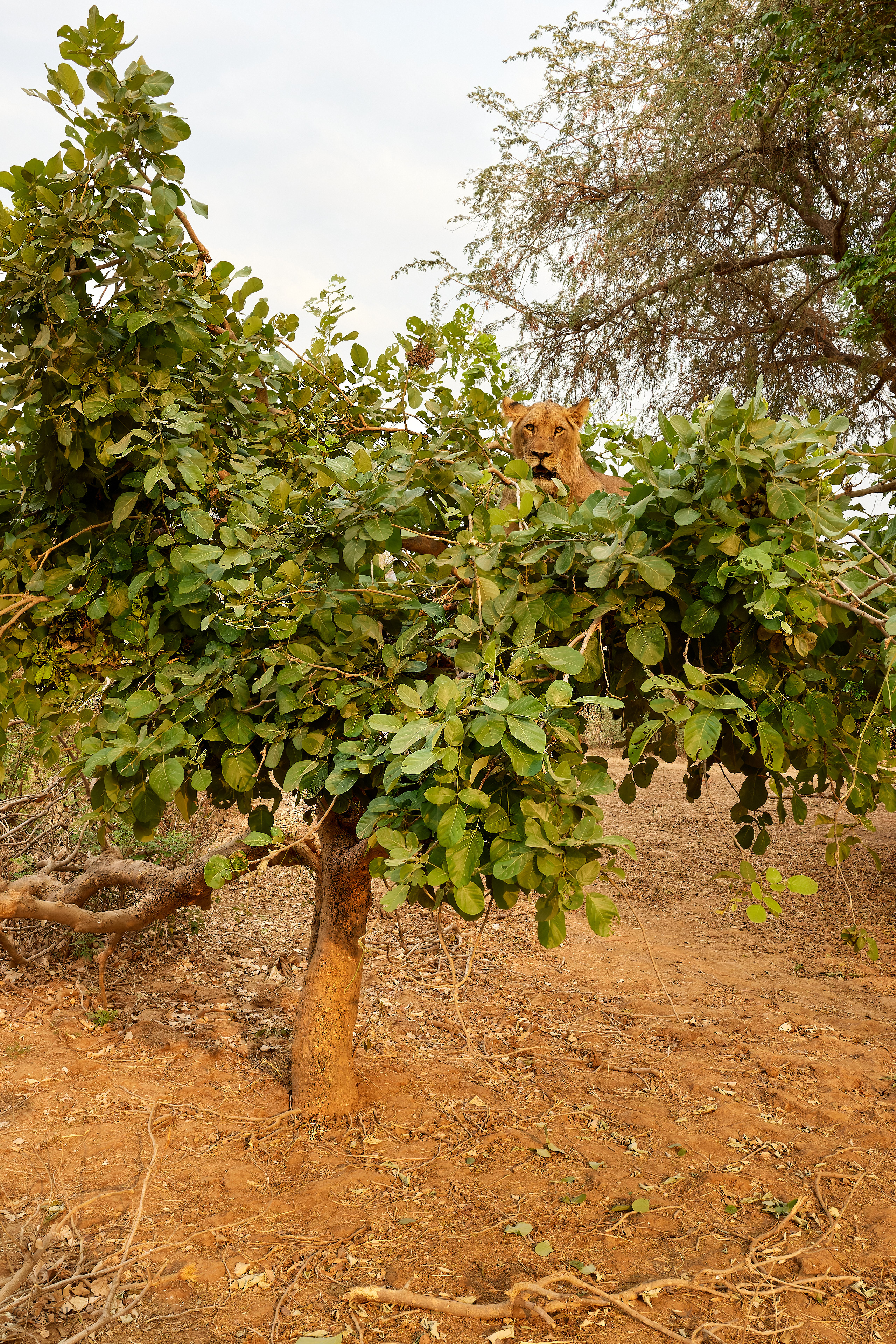 00633 APJ  59A0219 CR3D