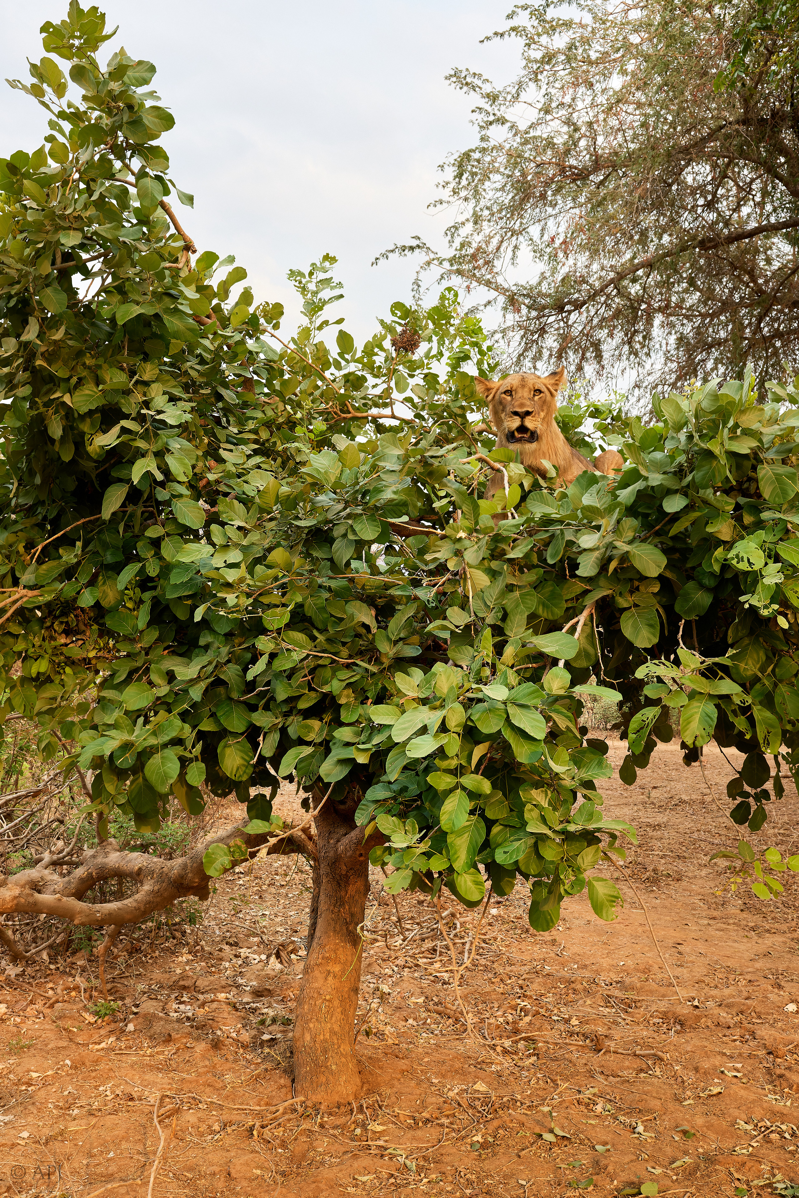 00634 APJ  59A0245 CR3D