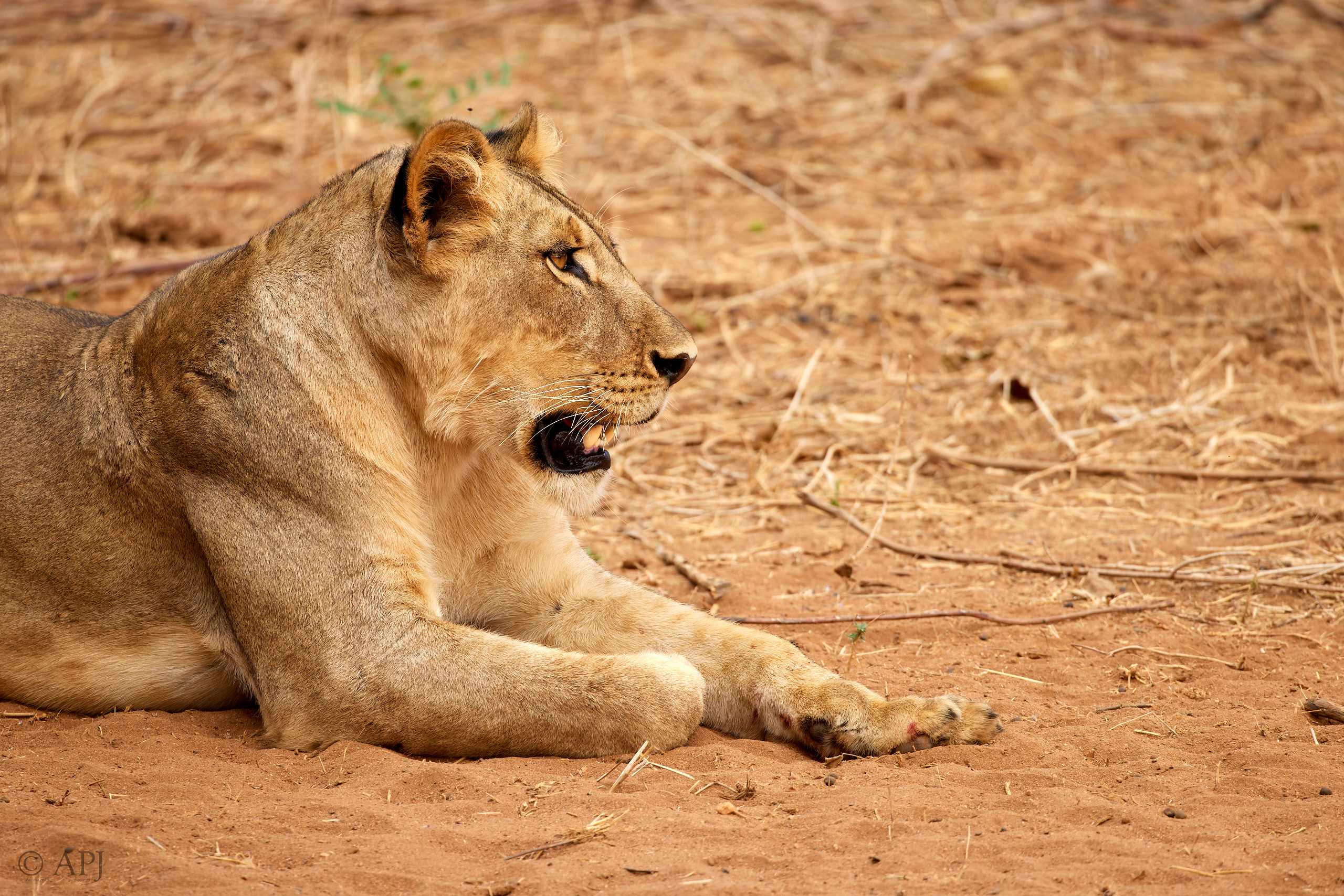 00636 APJ  A7A3212 CR3D