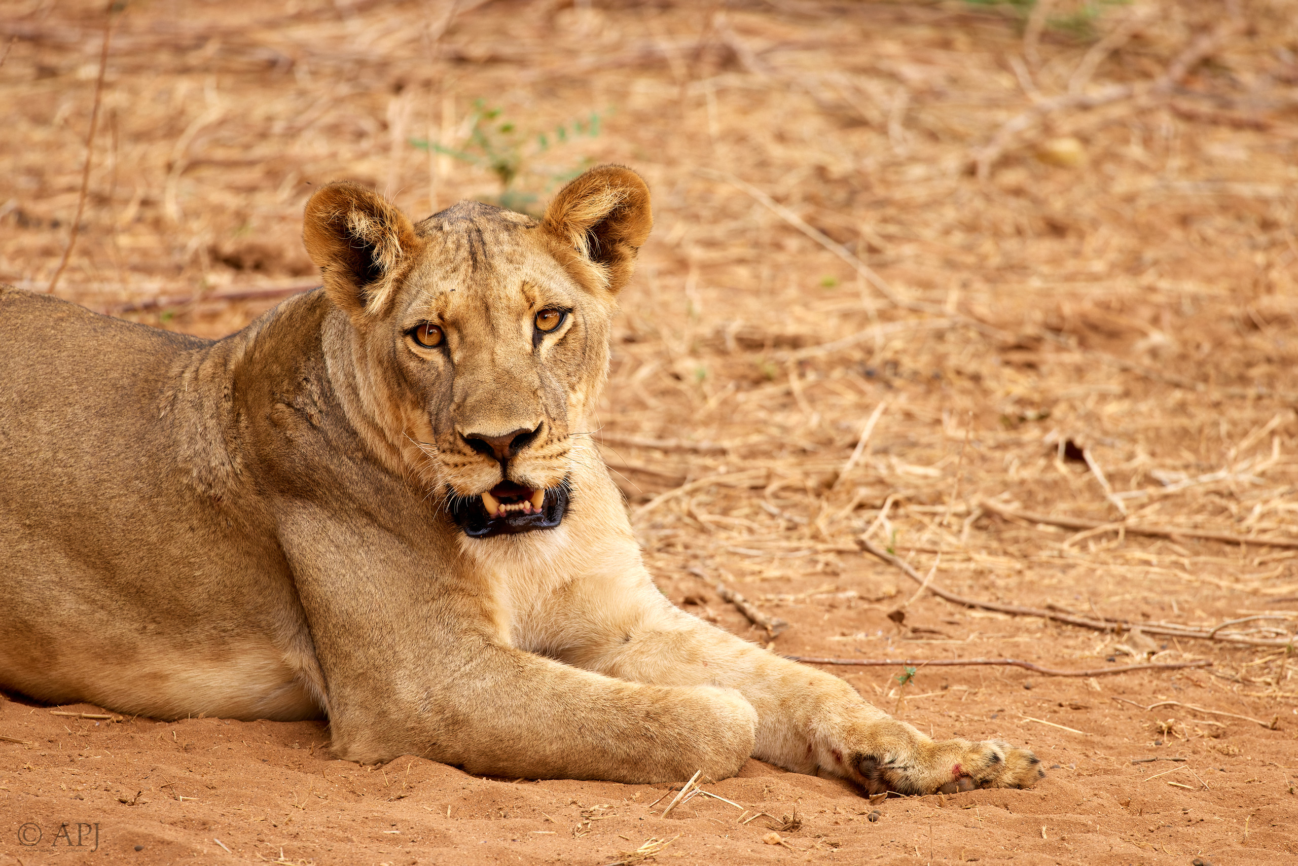 00637 APJ  A7A3218 CR3D