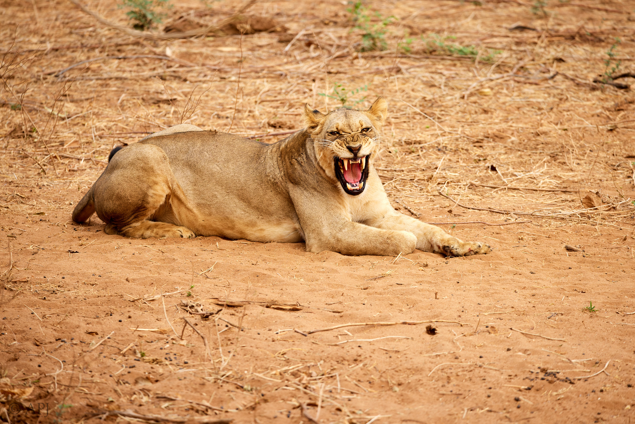 00638 APJ  A7A3245 CR3D