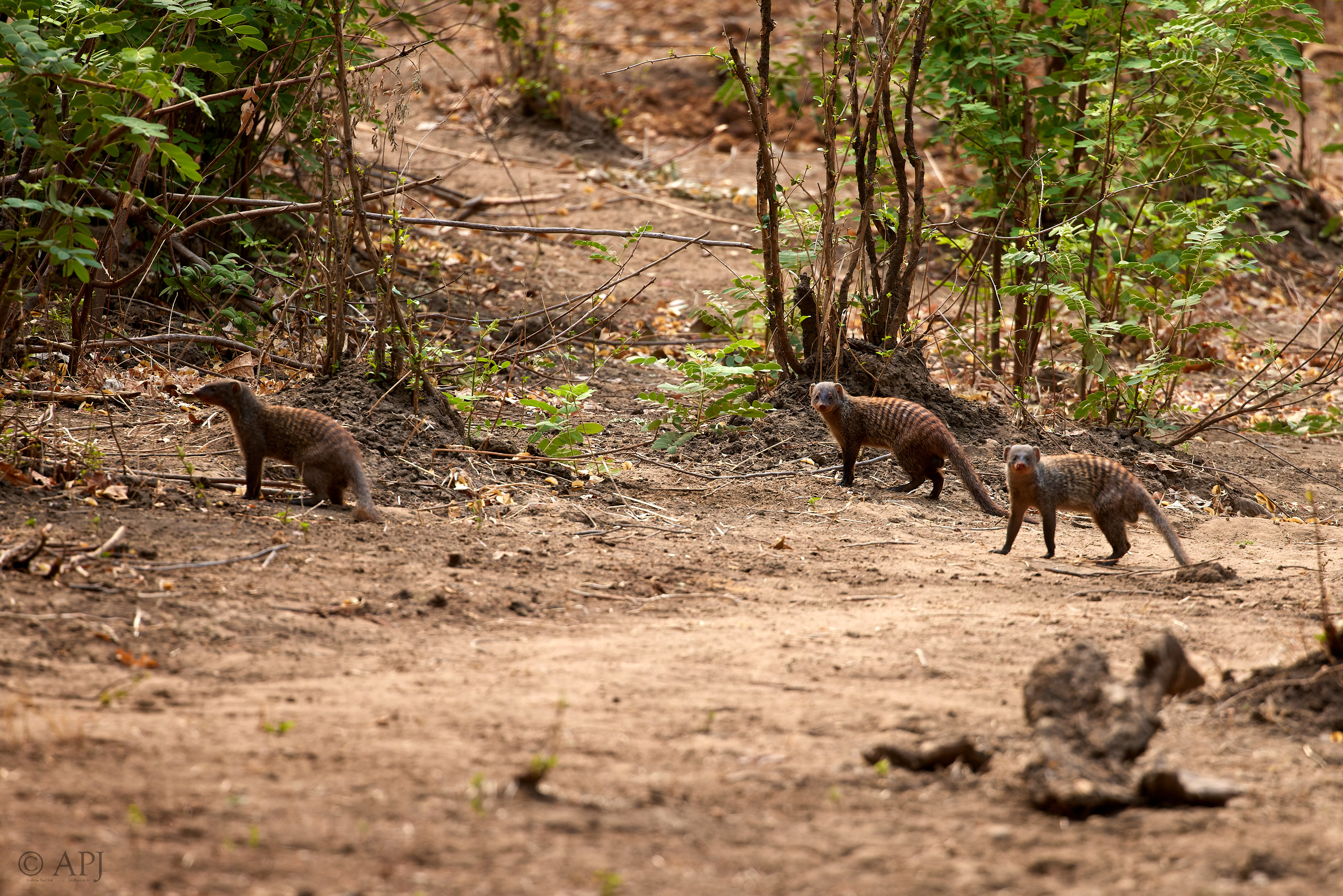 00655 APJ  A7A3511 CR3D