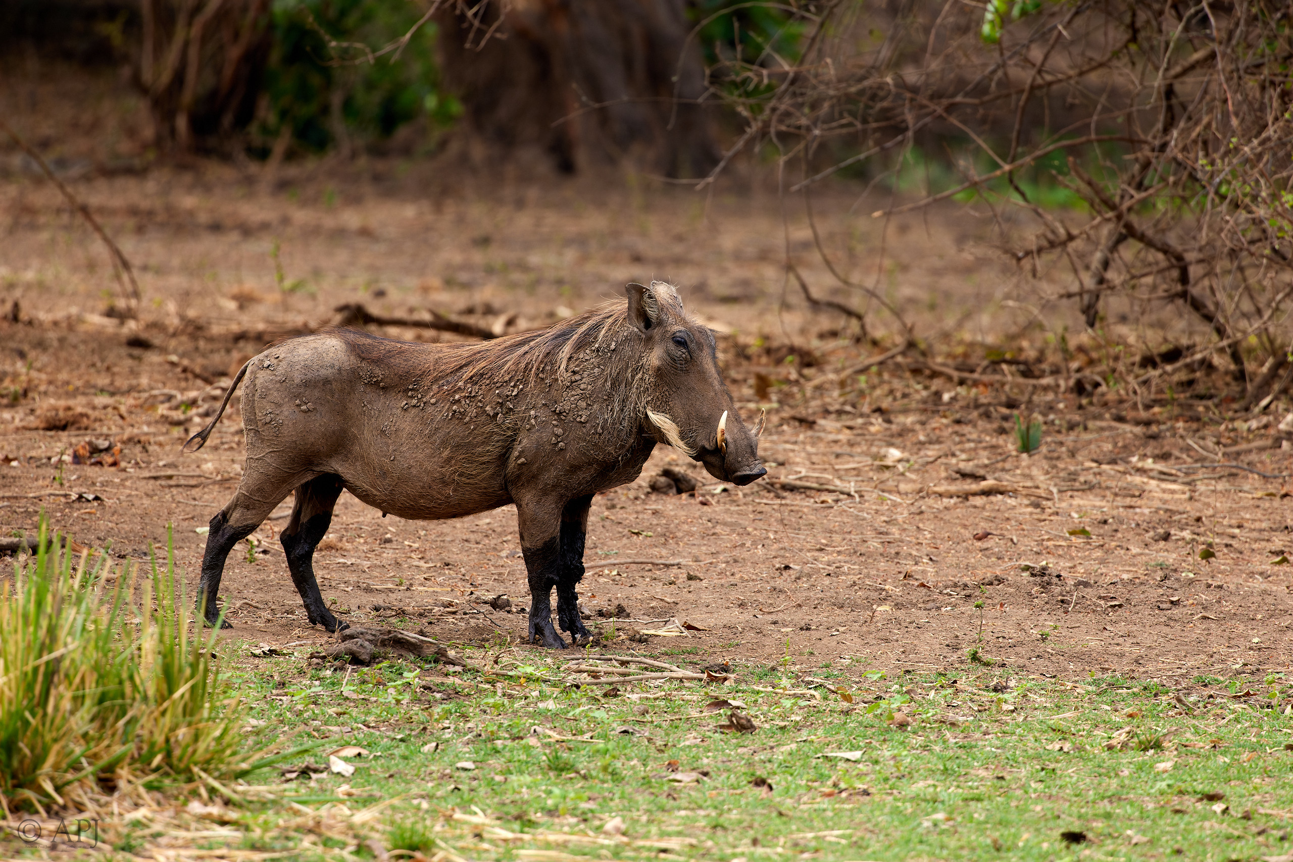 00659 APJ  A7A3557 CR3D