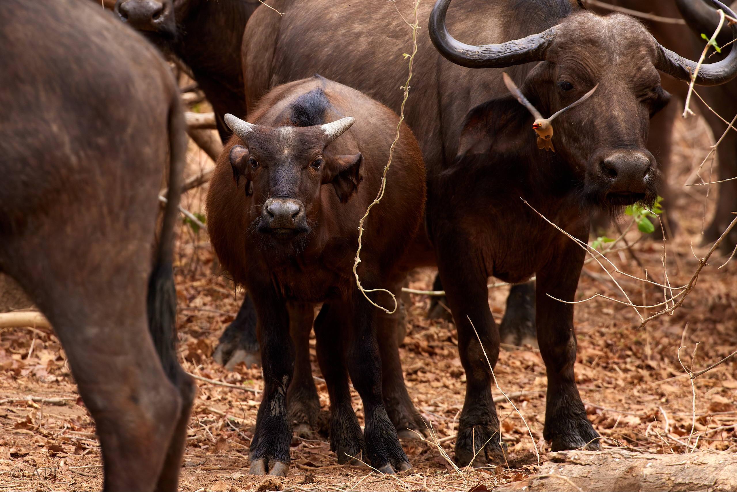 00672 APJ  A7A3677 CR3D