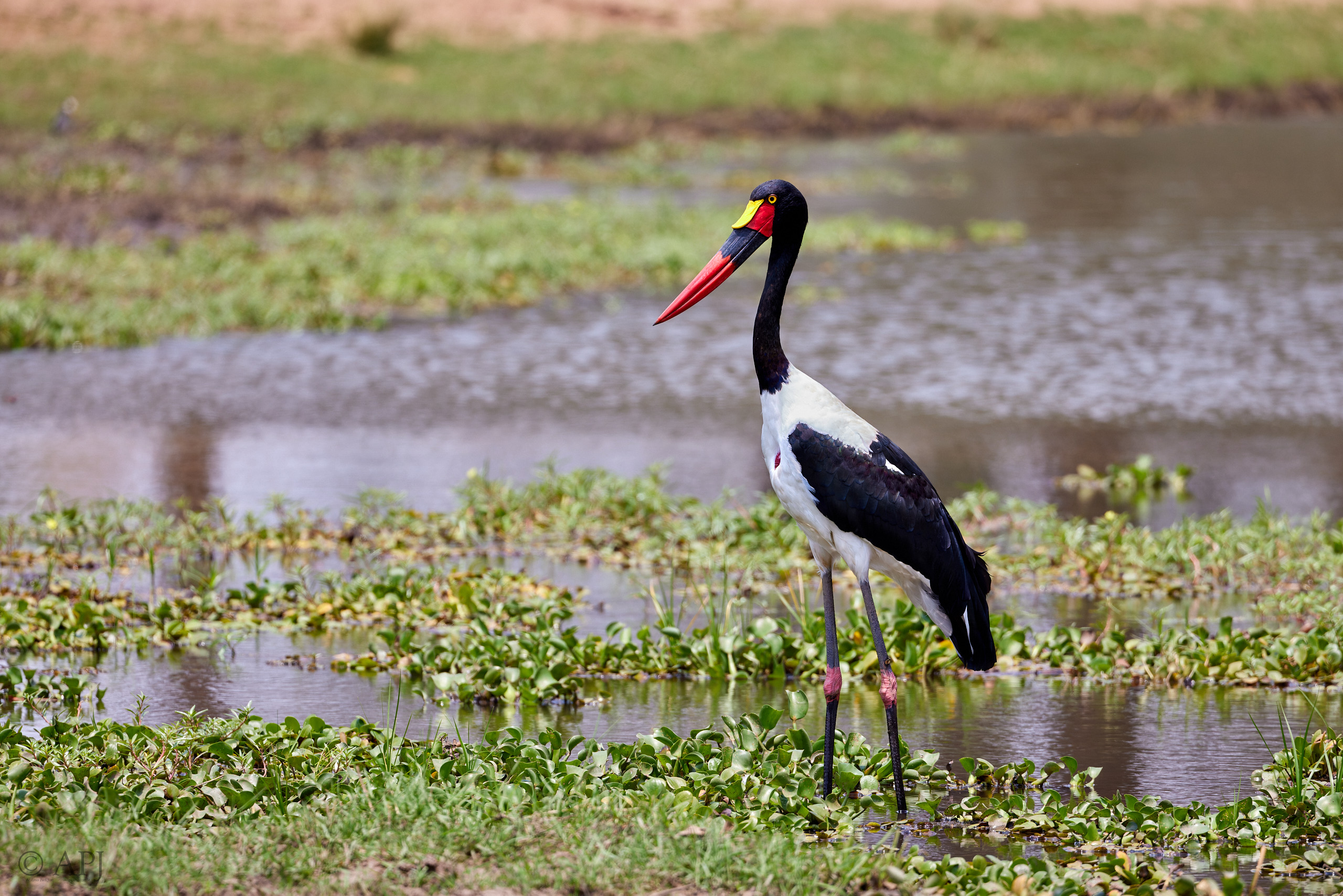 00679 APJ  A7A3785 CR3D