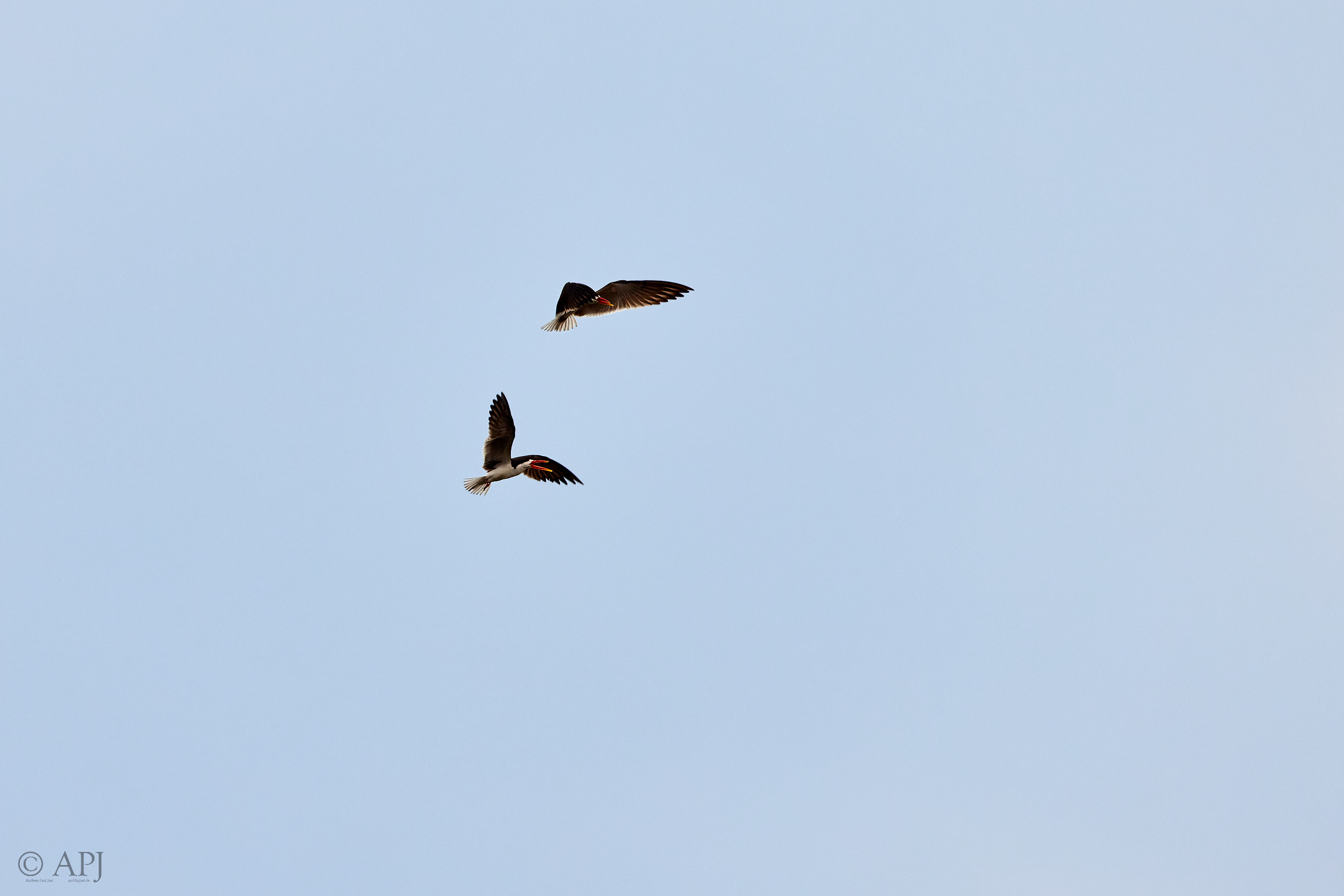 00682 APJ  A7A3928 CR3D