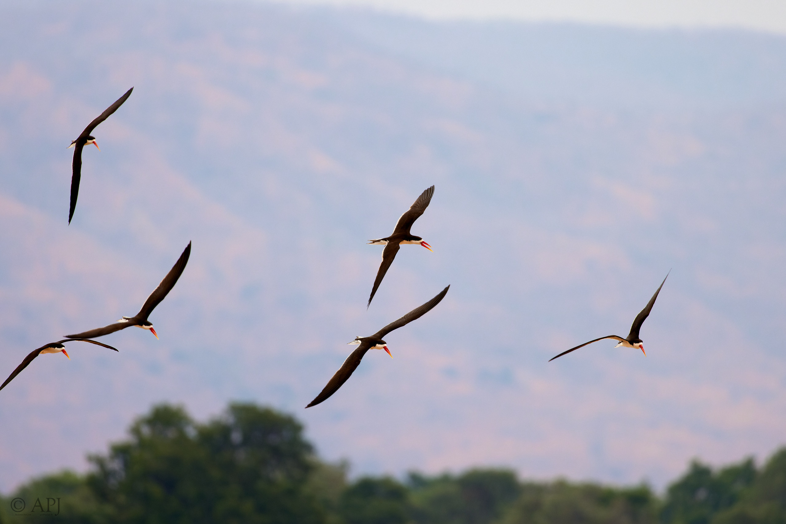 00683 APJ  A7A3936 CR3D