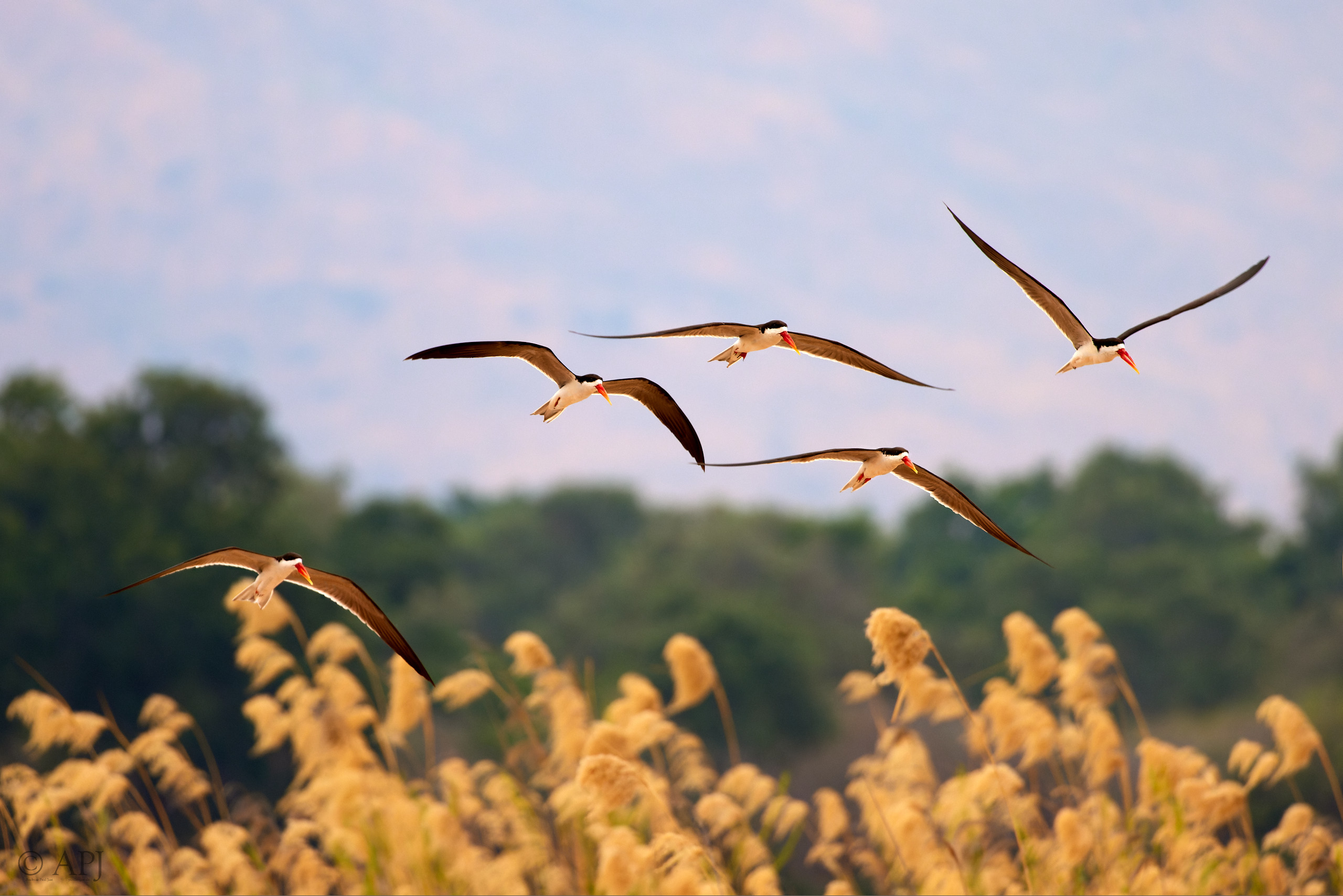 00684 APJ  A7A3937 CR3D