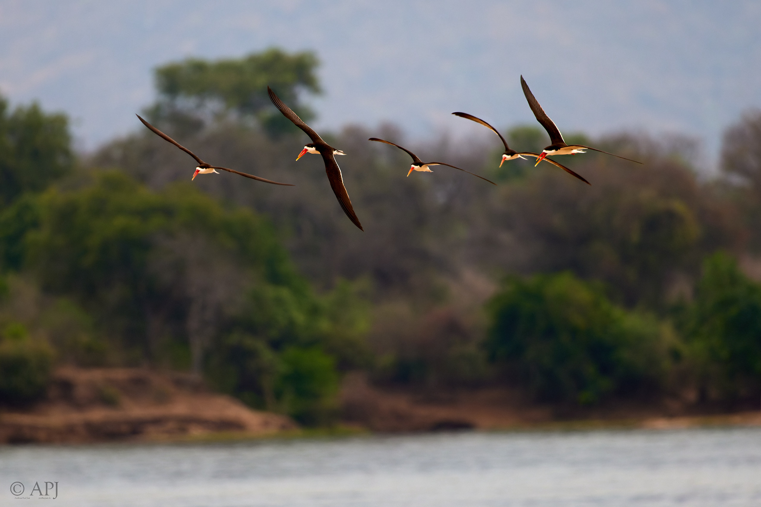 00685 APJ  A7A3950 CR3D