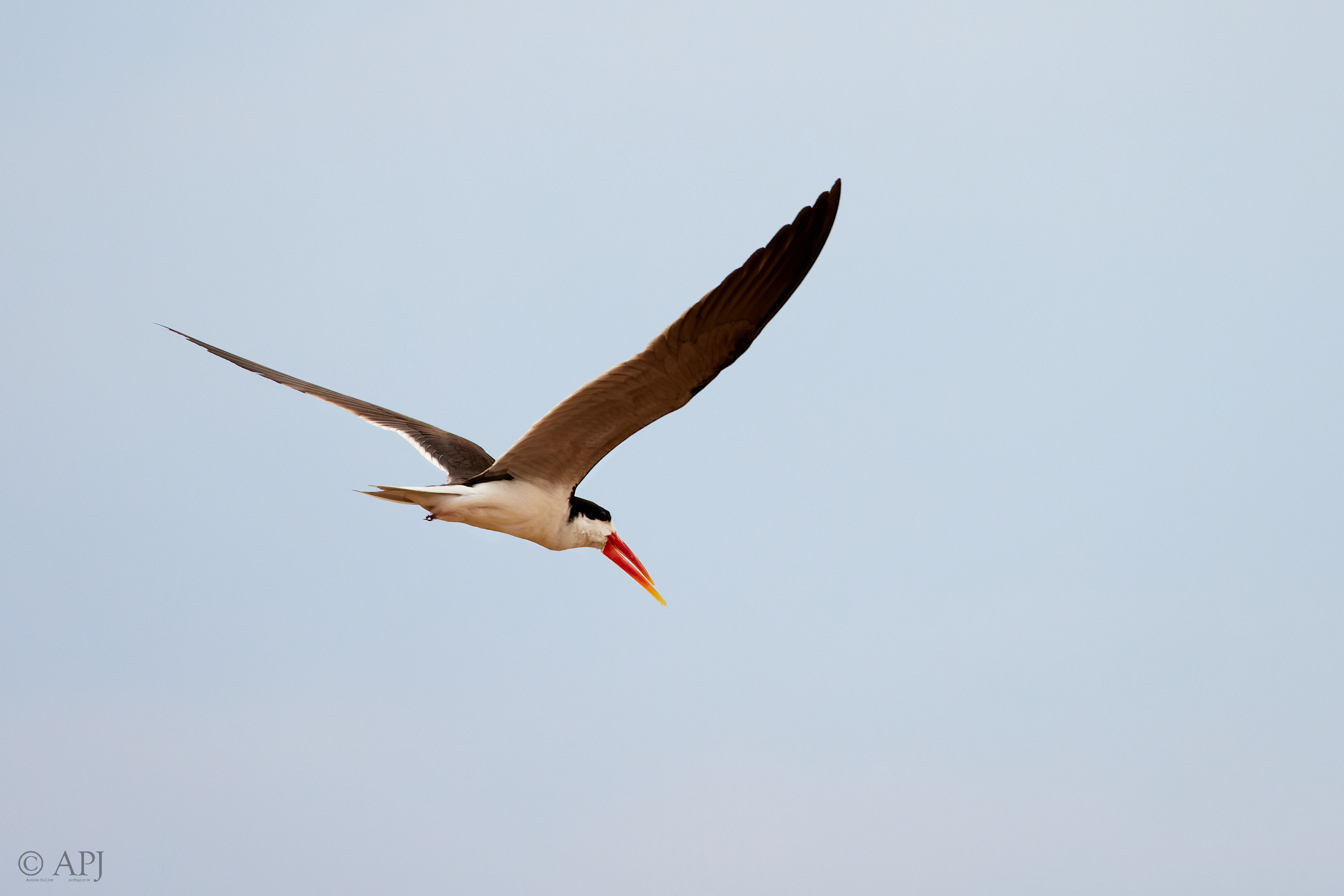 00688 APJ  A7A3968 CR3D