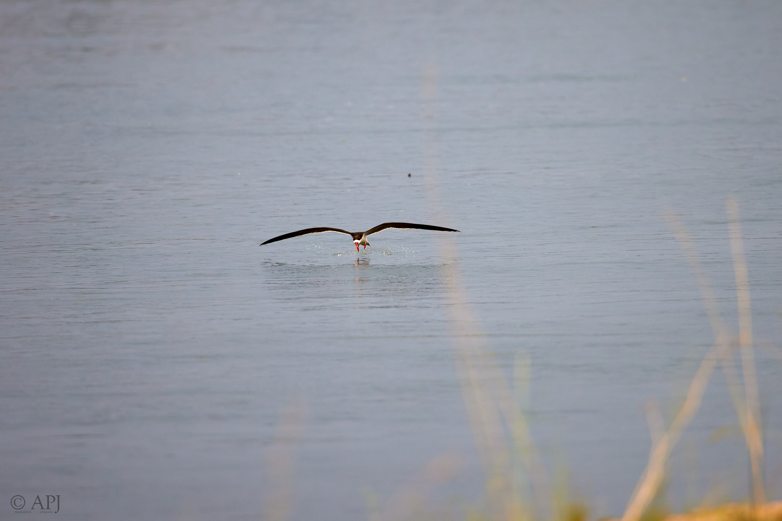 00691 APJ  A7A4008 CR3D