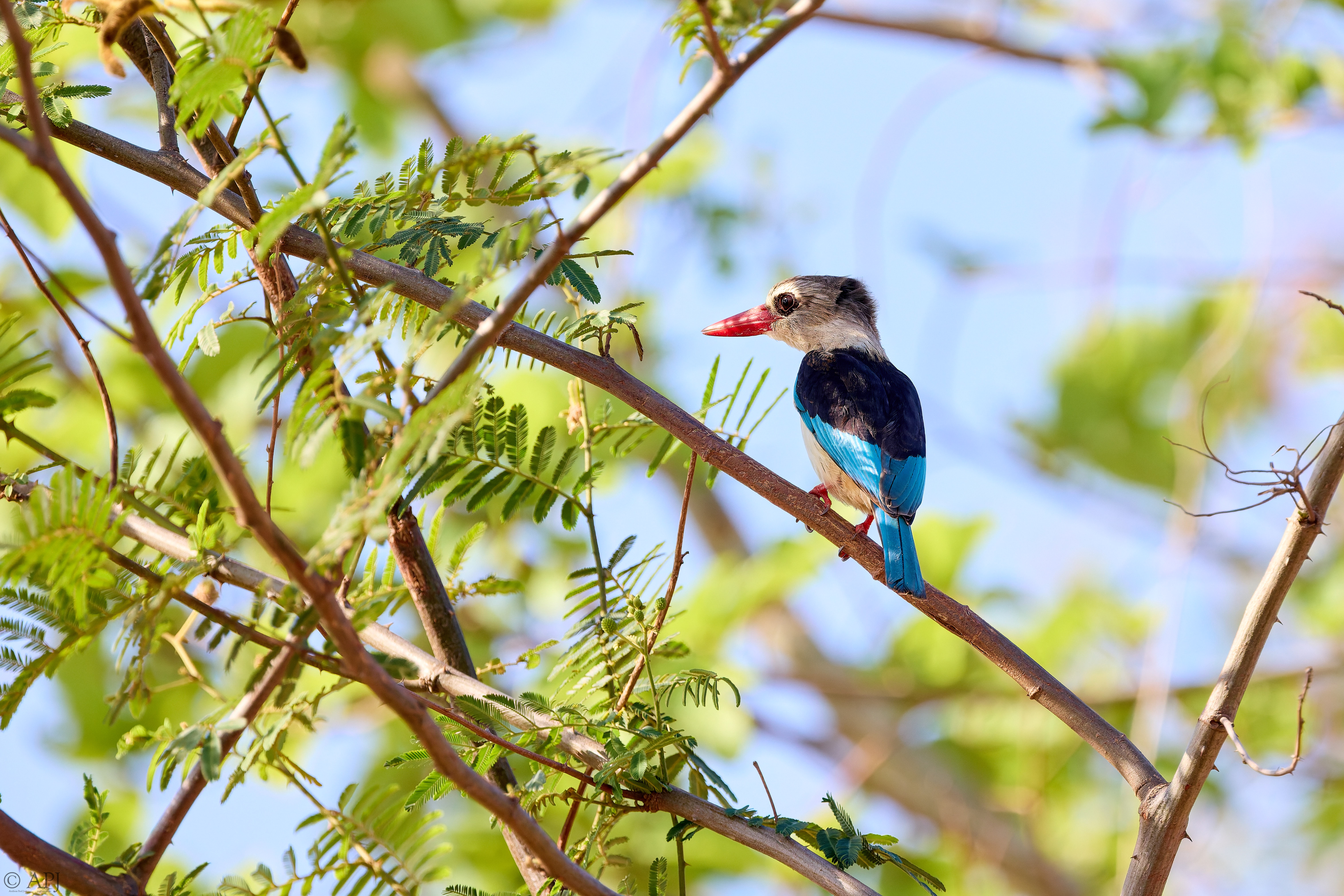 0057 APJ A7A1167 DXO