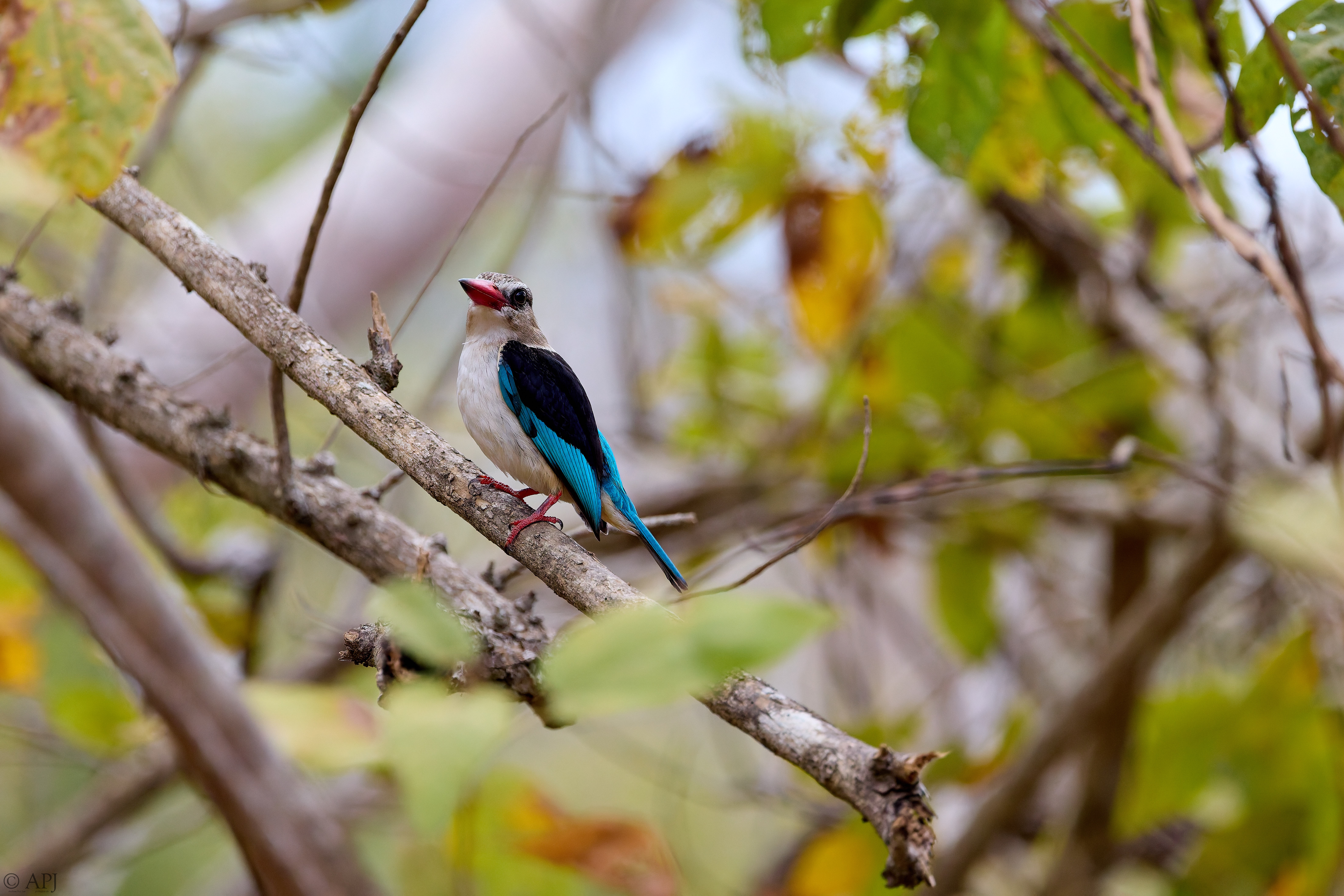 0062 APJ A7A1382 DXO