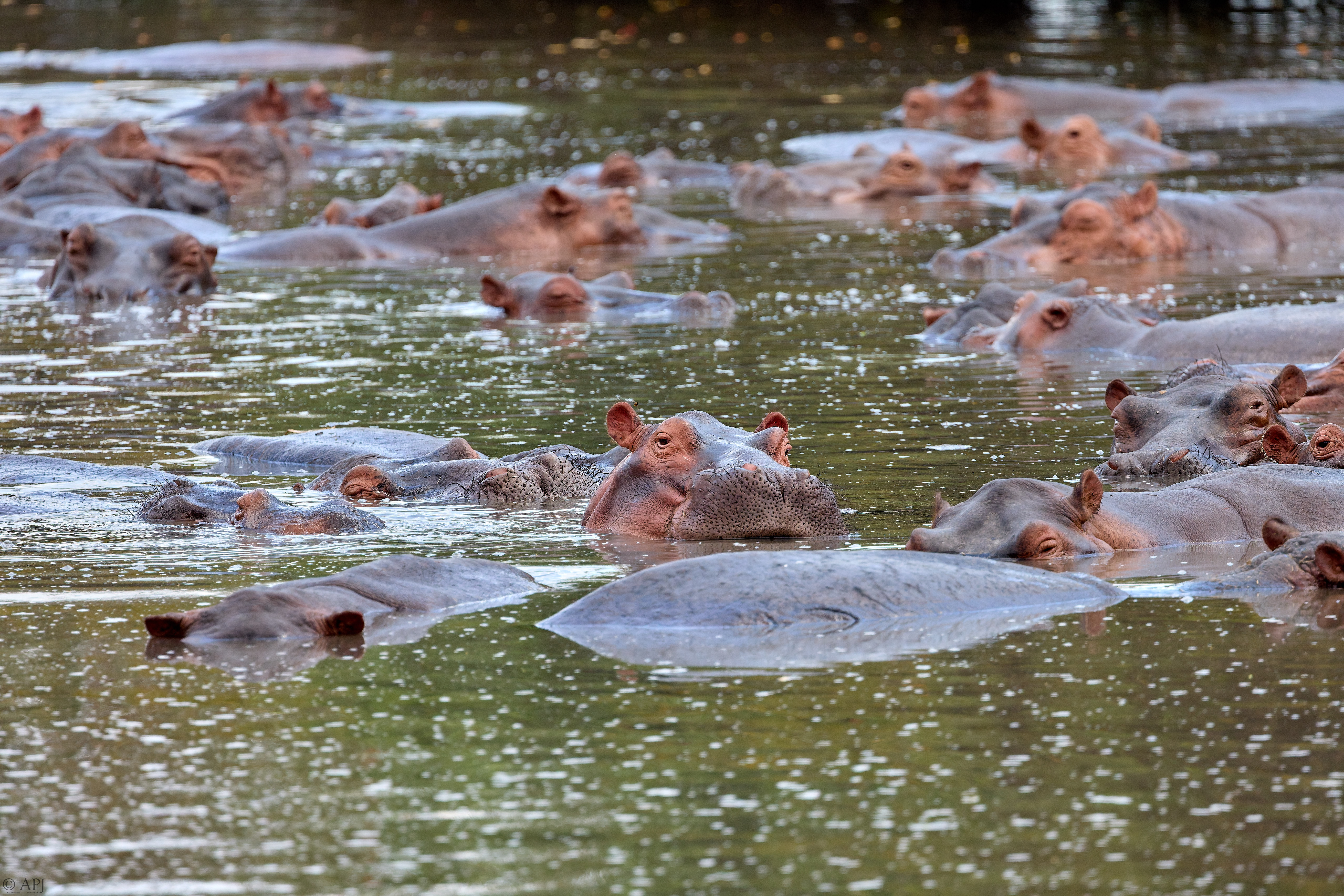 0063 APJ A7A1405 DXO