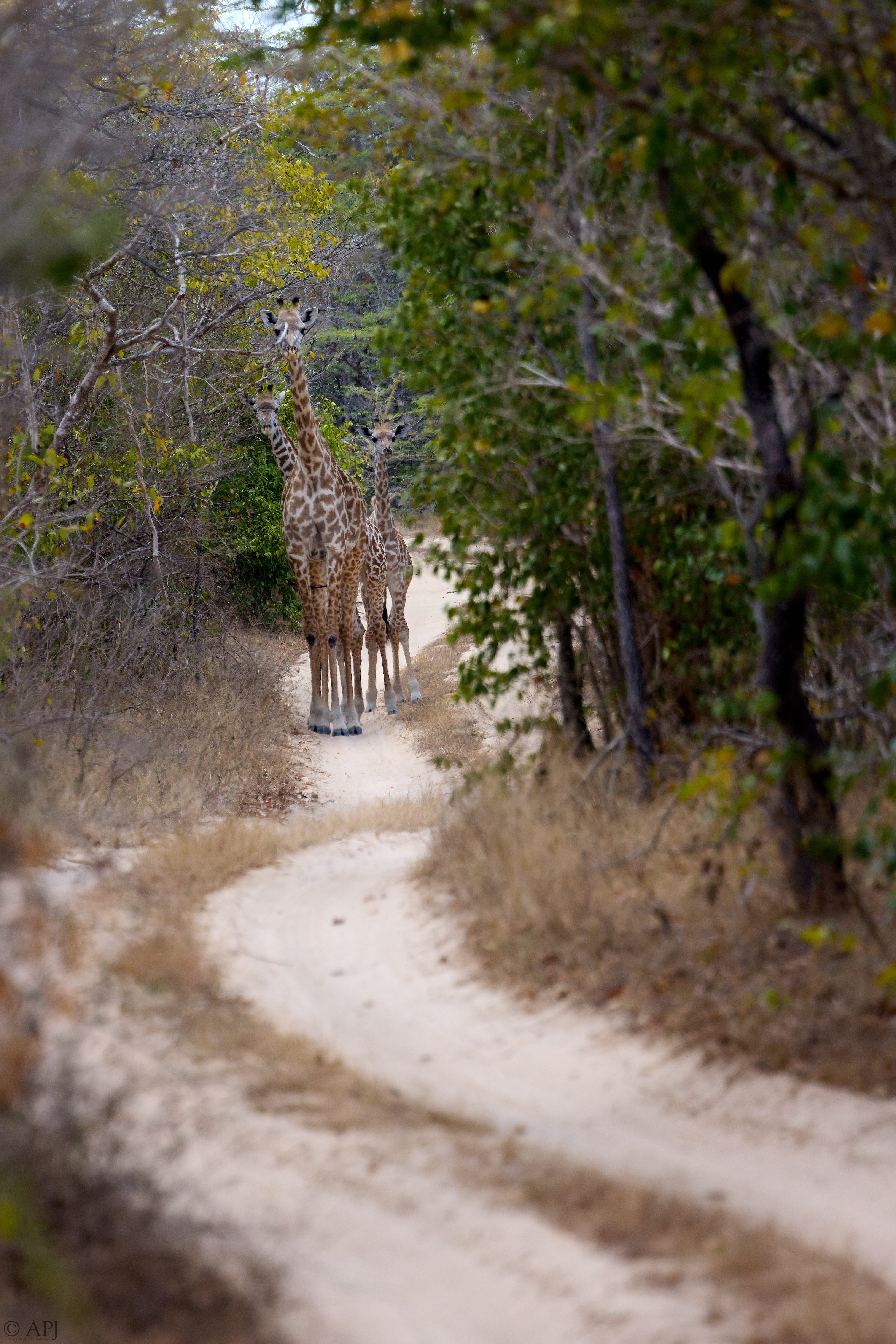 0065 APJ A7A1453 DXO