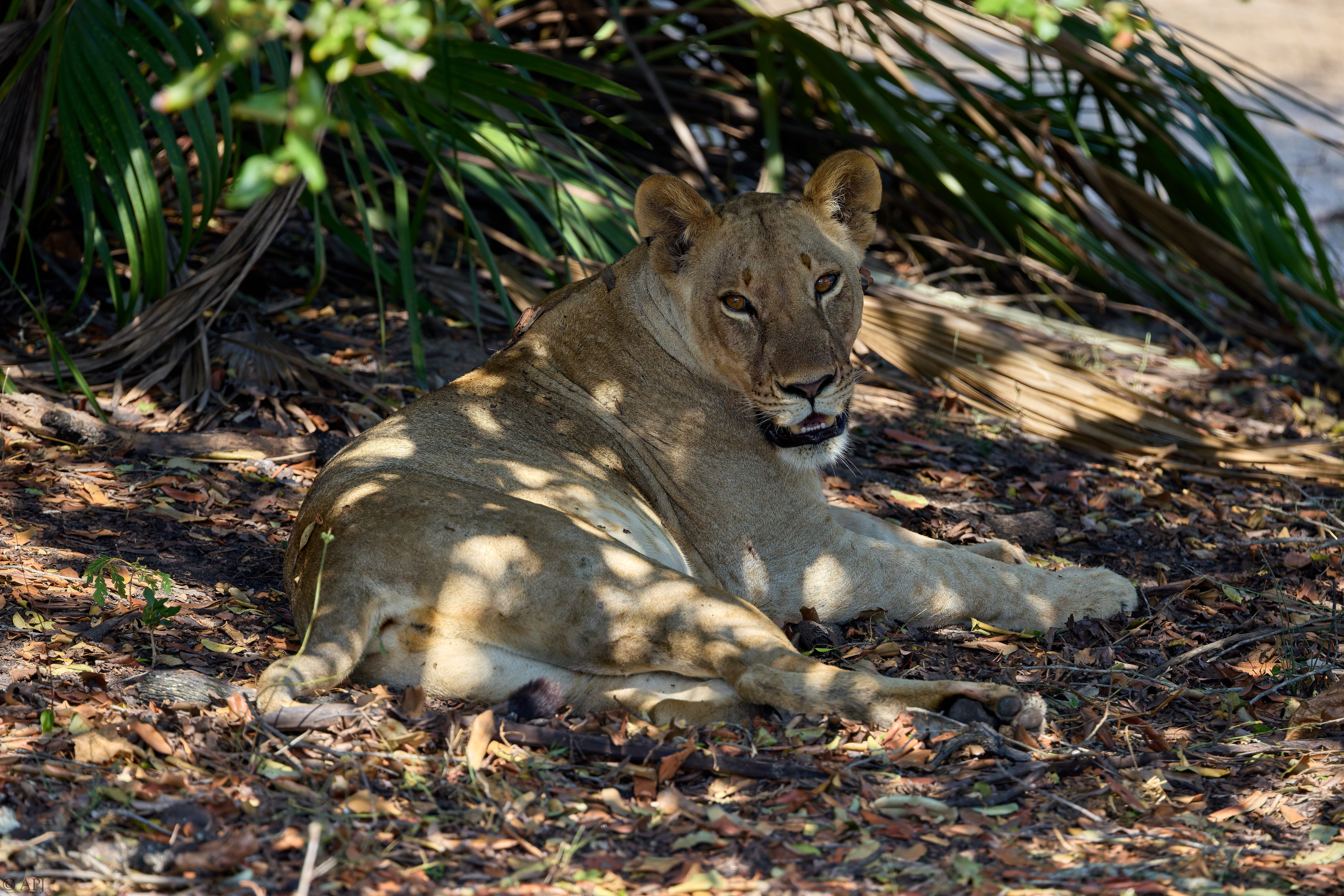 0070 APJ A7A1545 DXO