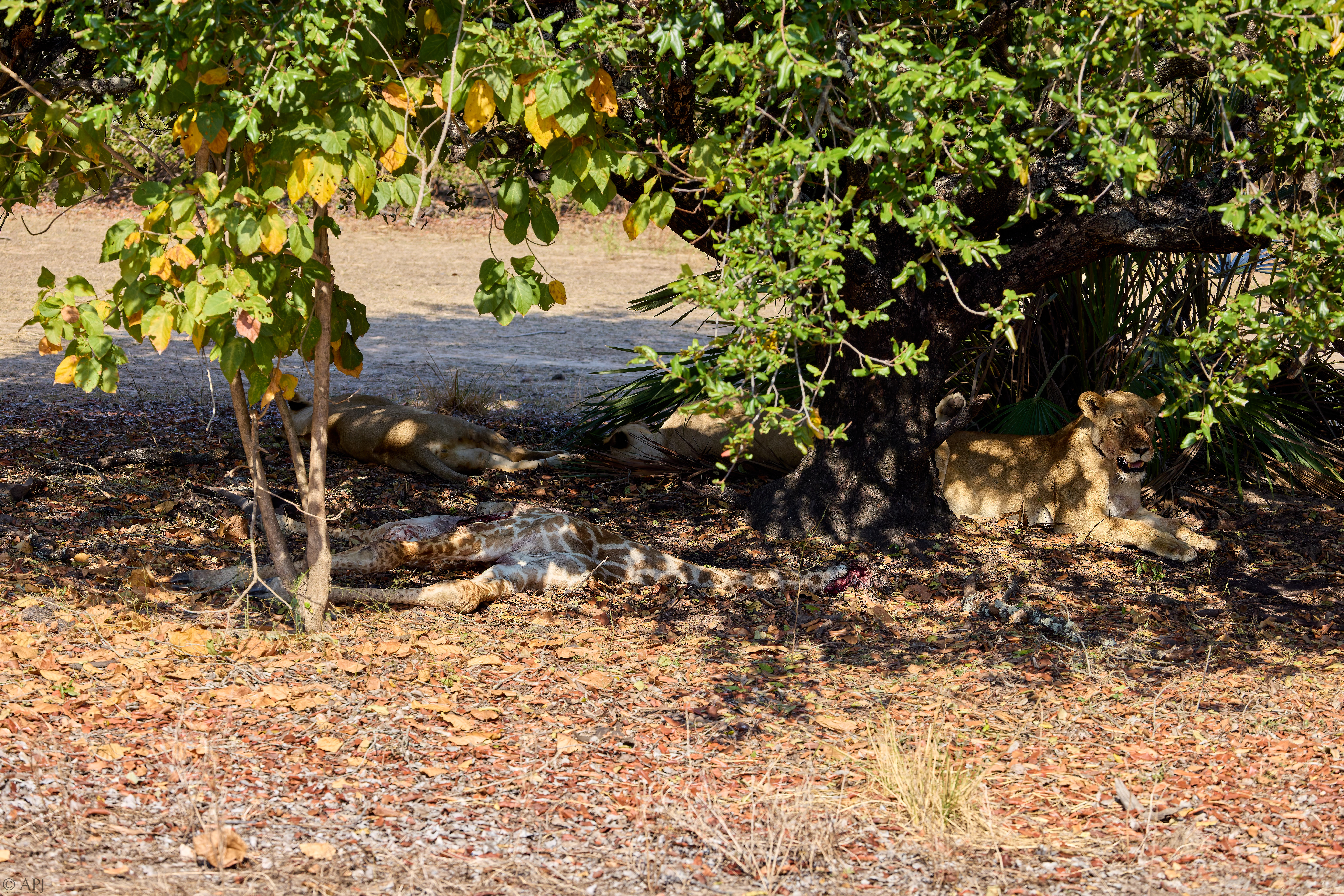 0071 APJ A7A1689 DXO