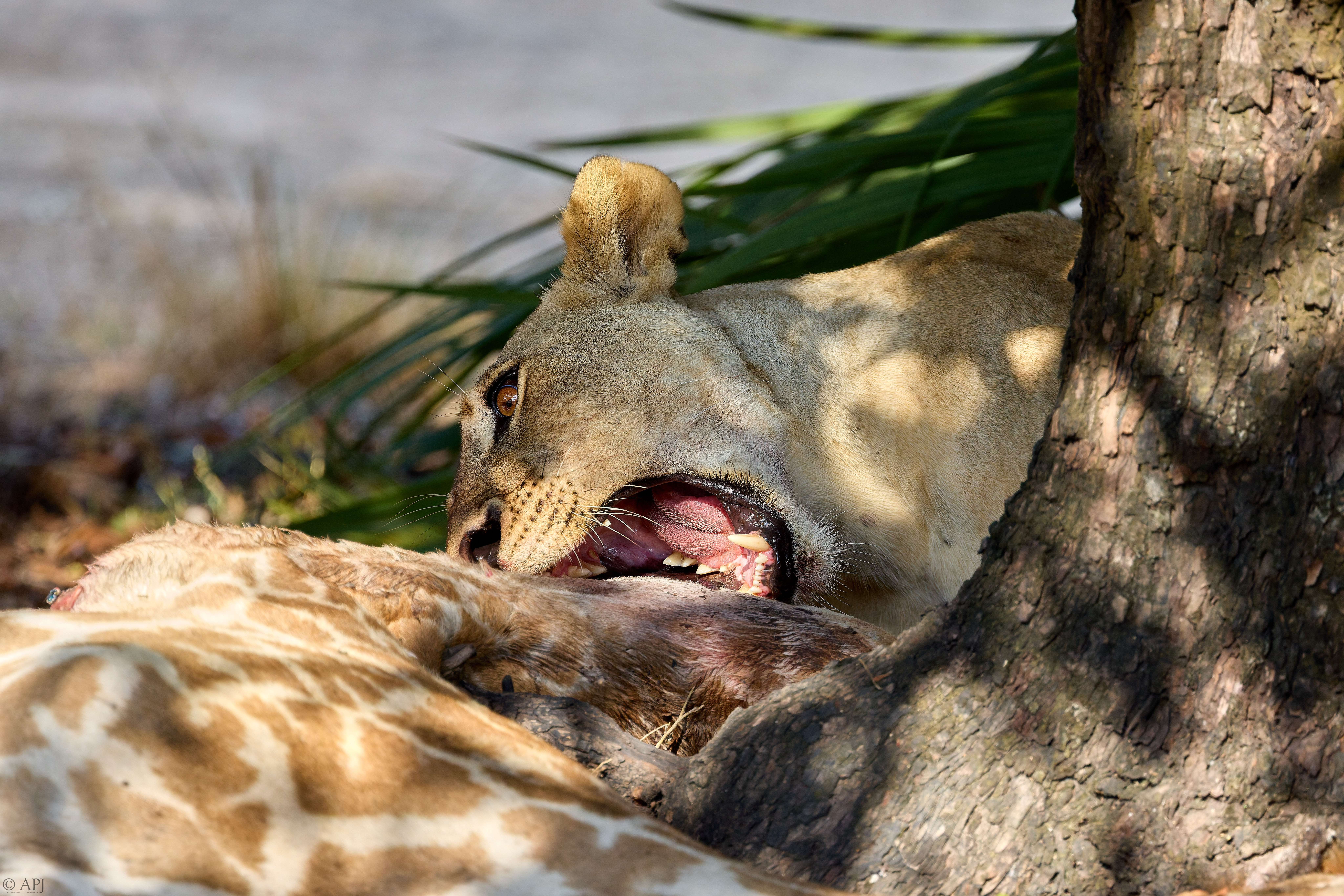 0074 APJ A7A1937 DXO
