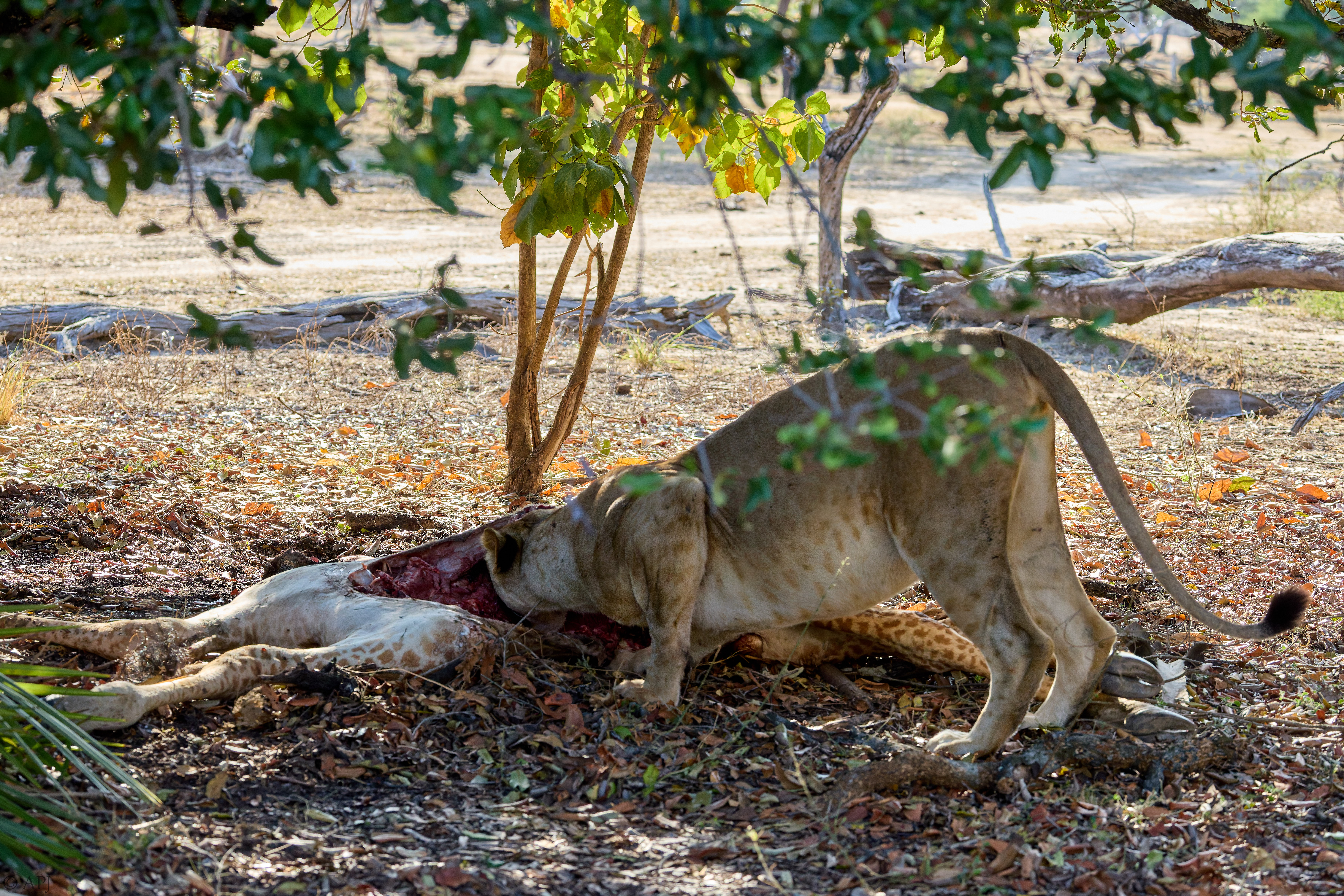 0076 APJ A7A1959 DXO