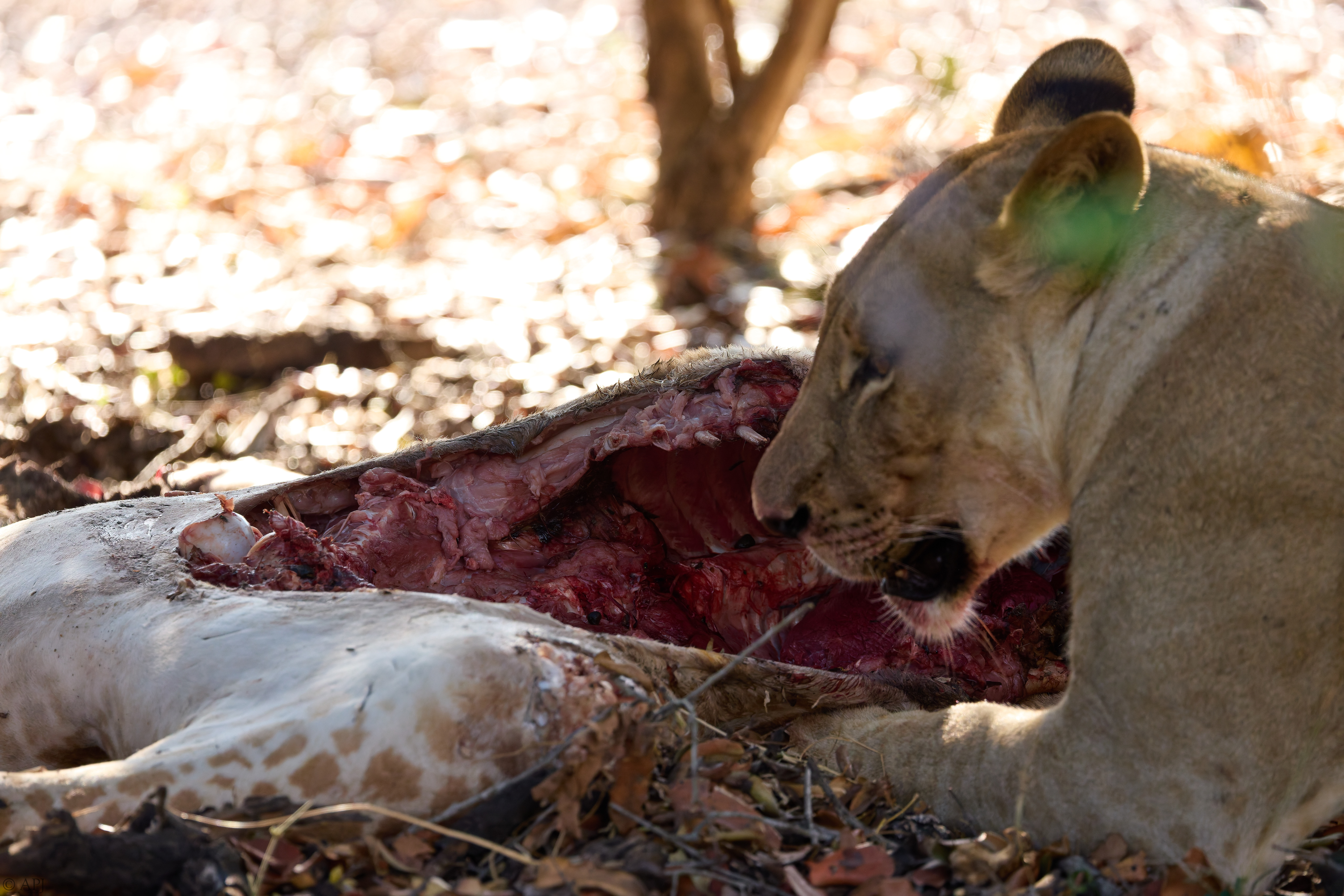 0077 APJ A7A1964 DXO