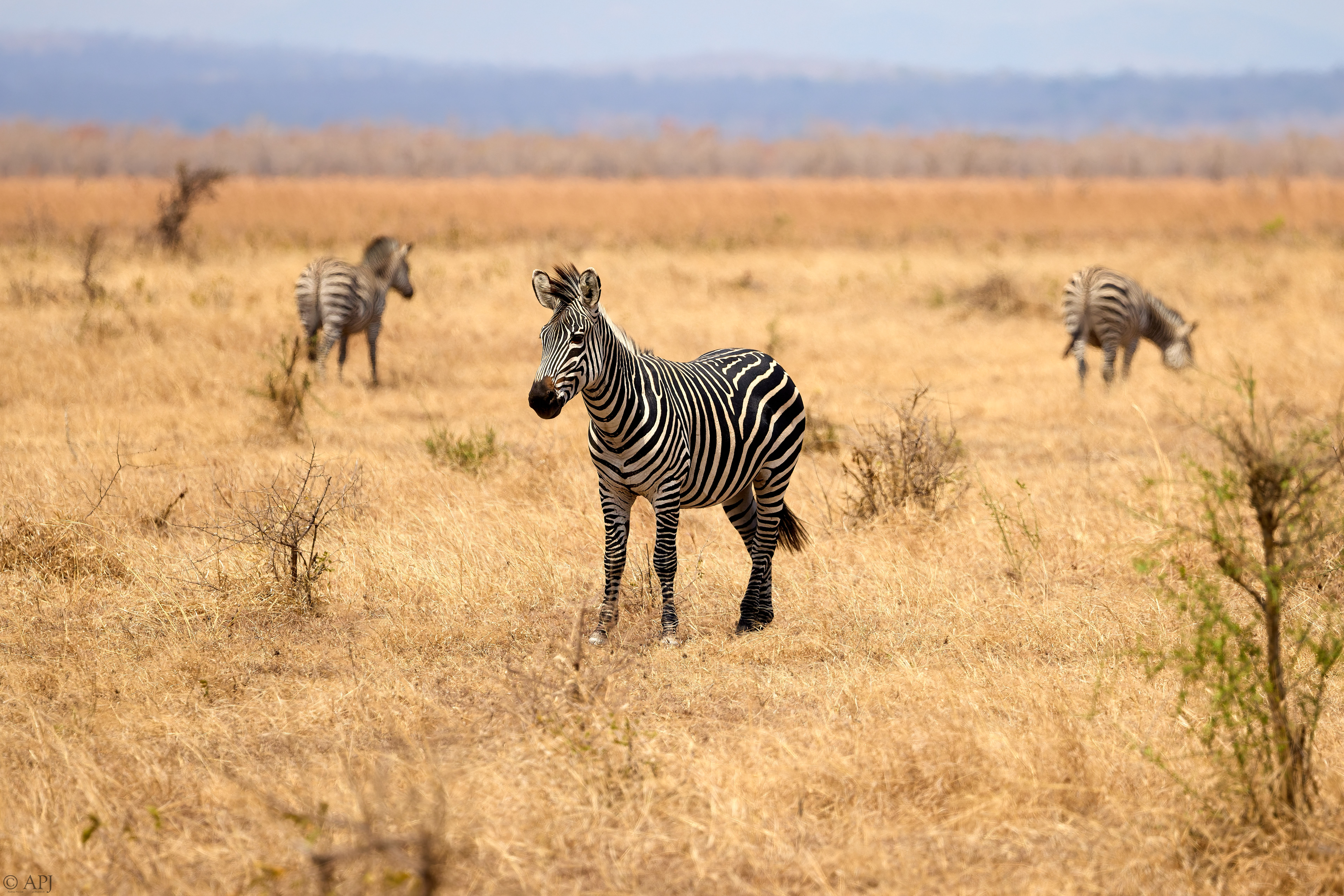 0123 APJ A7A2274 DXO