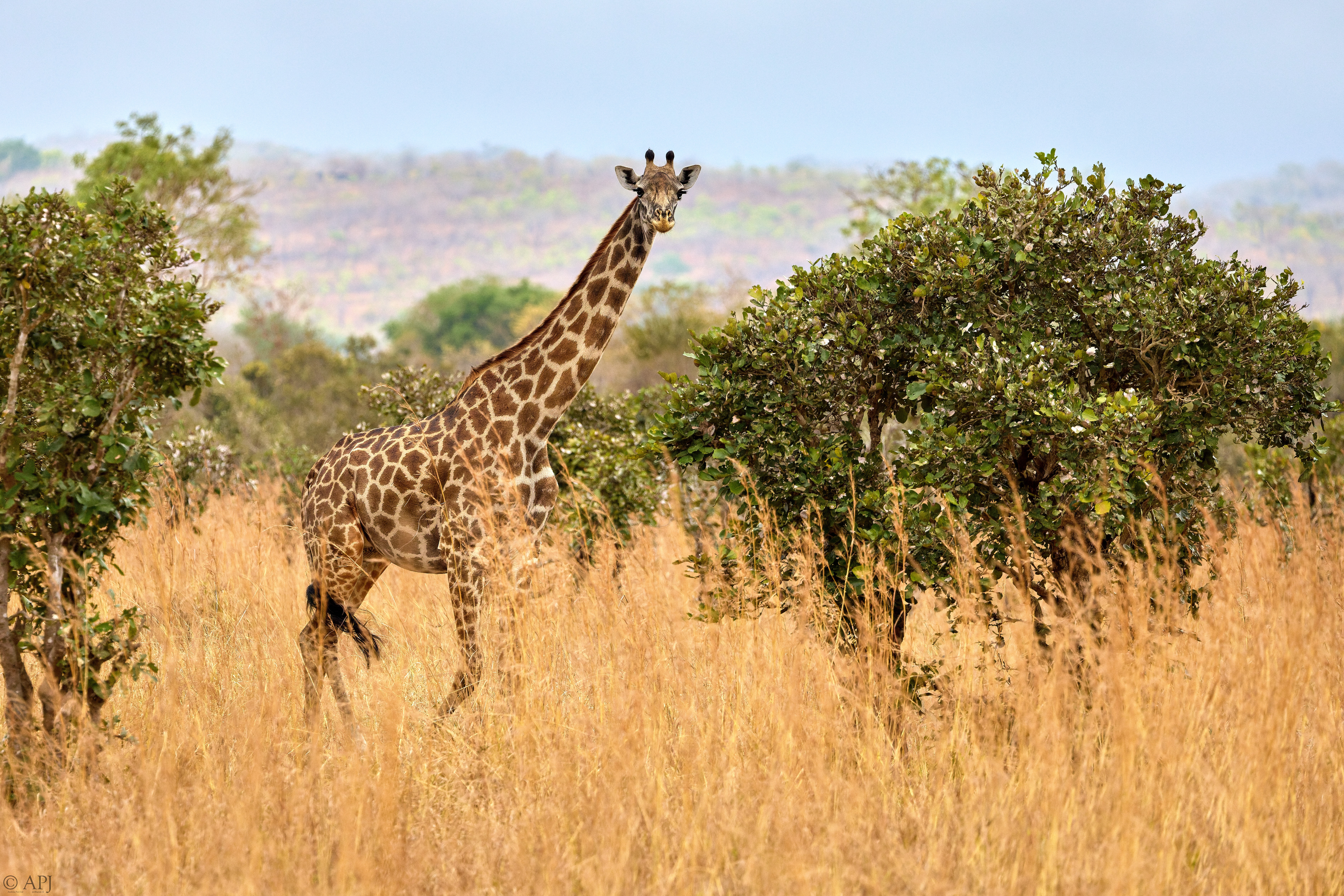 0142 APJ A7A2990 DXO