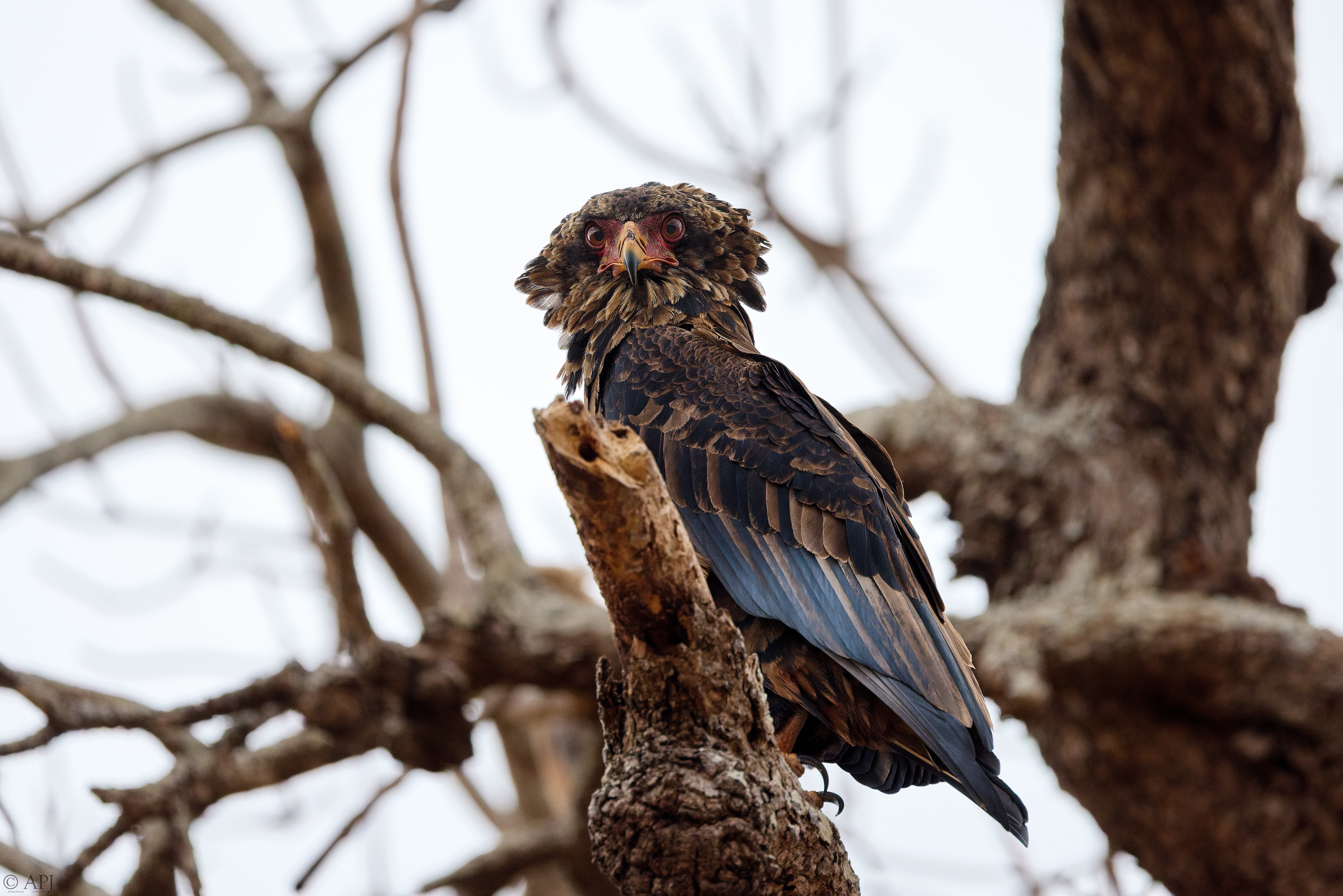 0147 APJ A7A3106 DXO