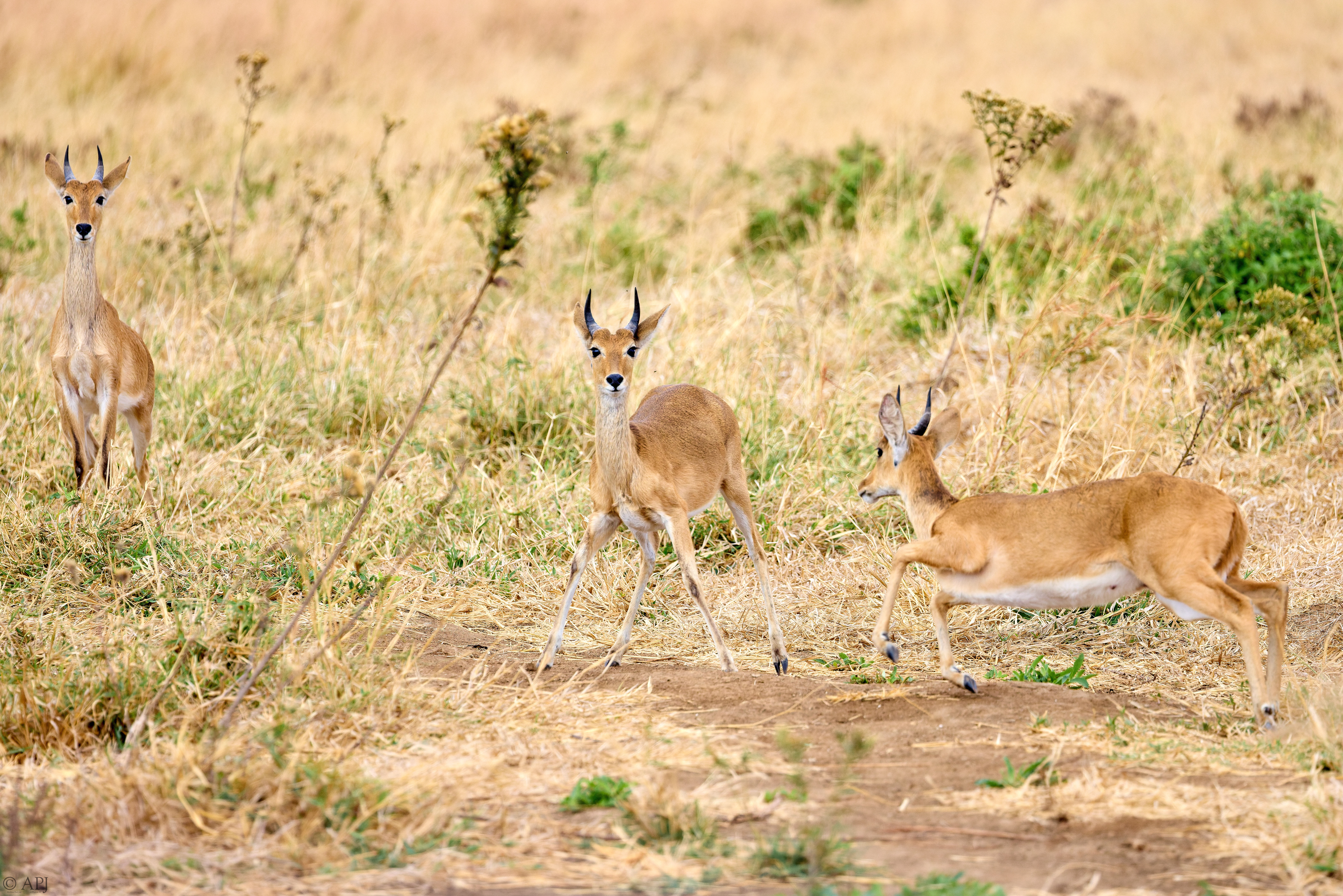 0149 APJ A7A3256 DXO