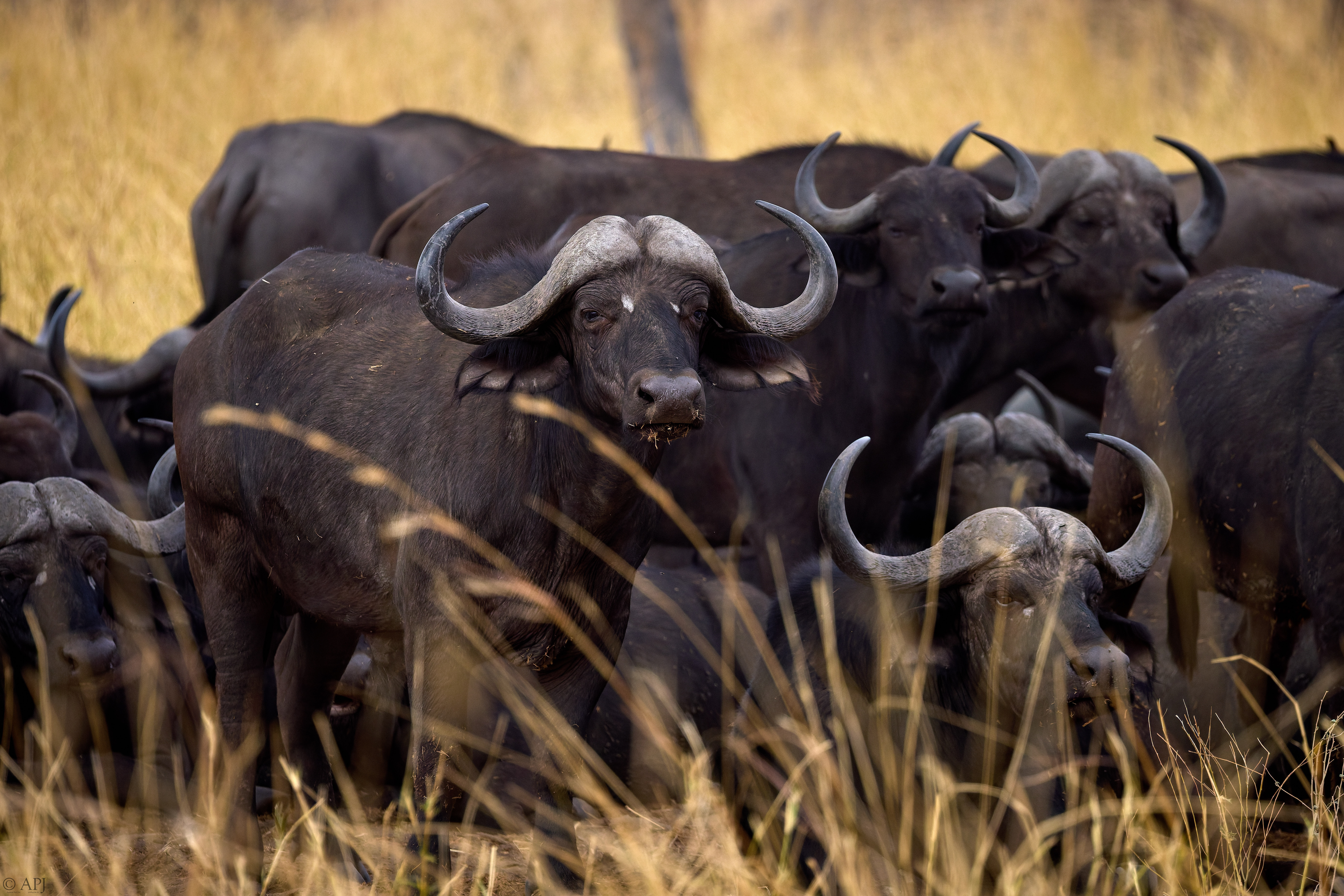 0226 APJ A7A5775 DXO