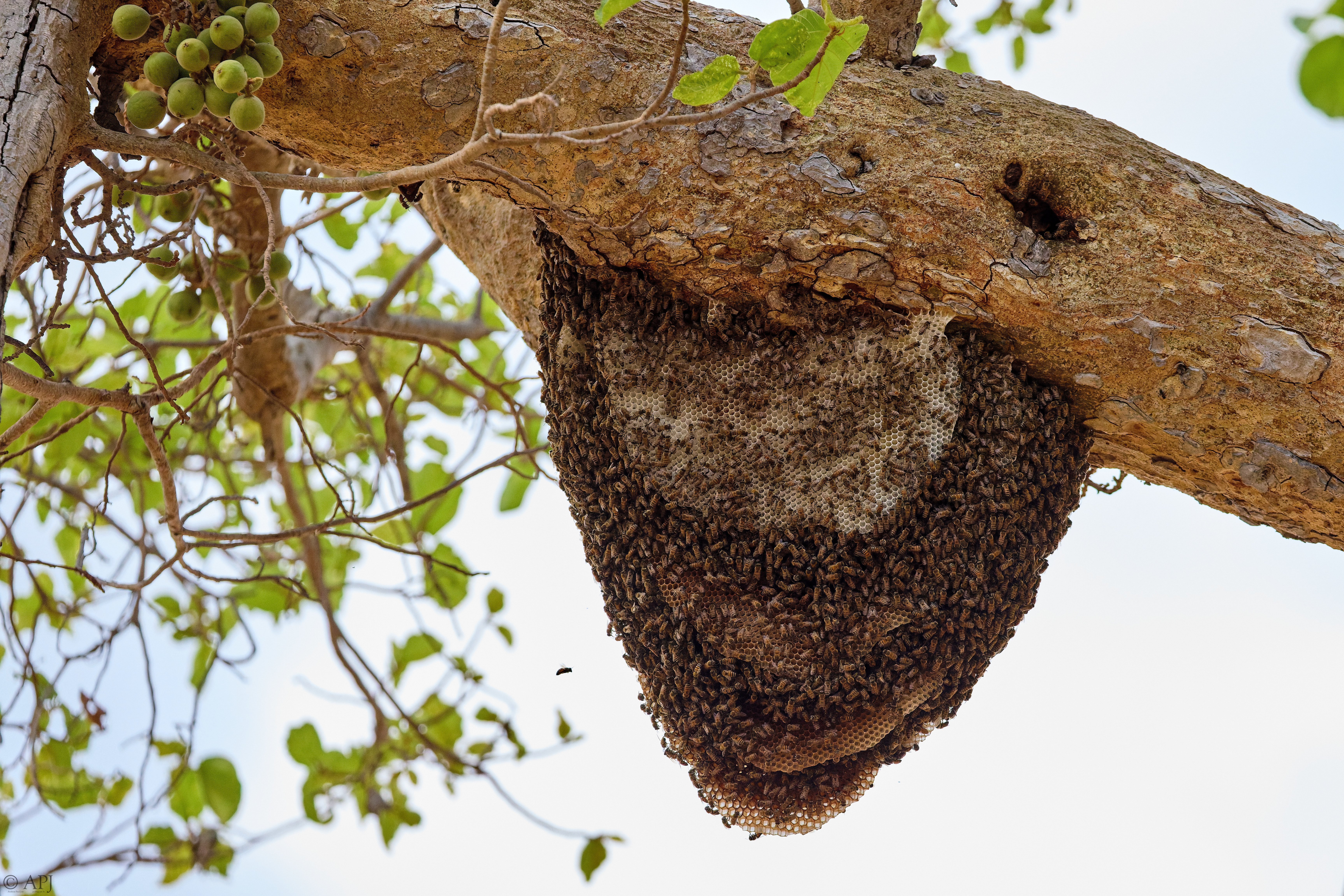 0228 APJ A7A5818 DXO