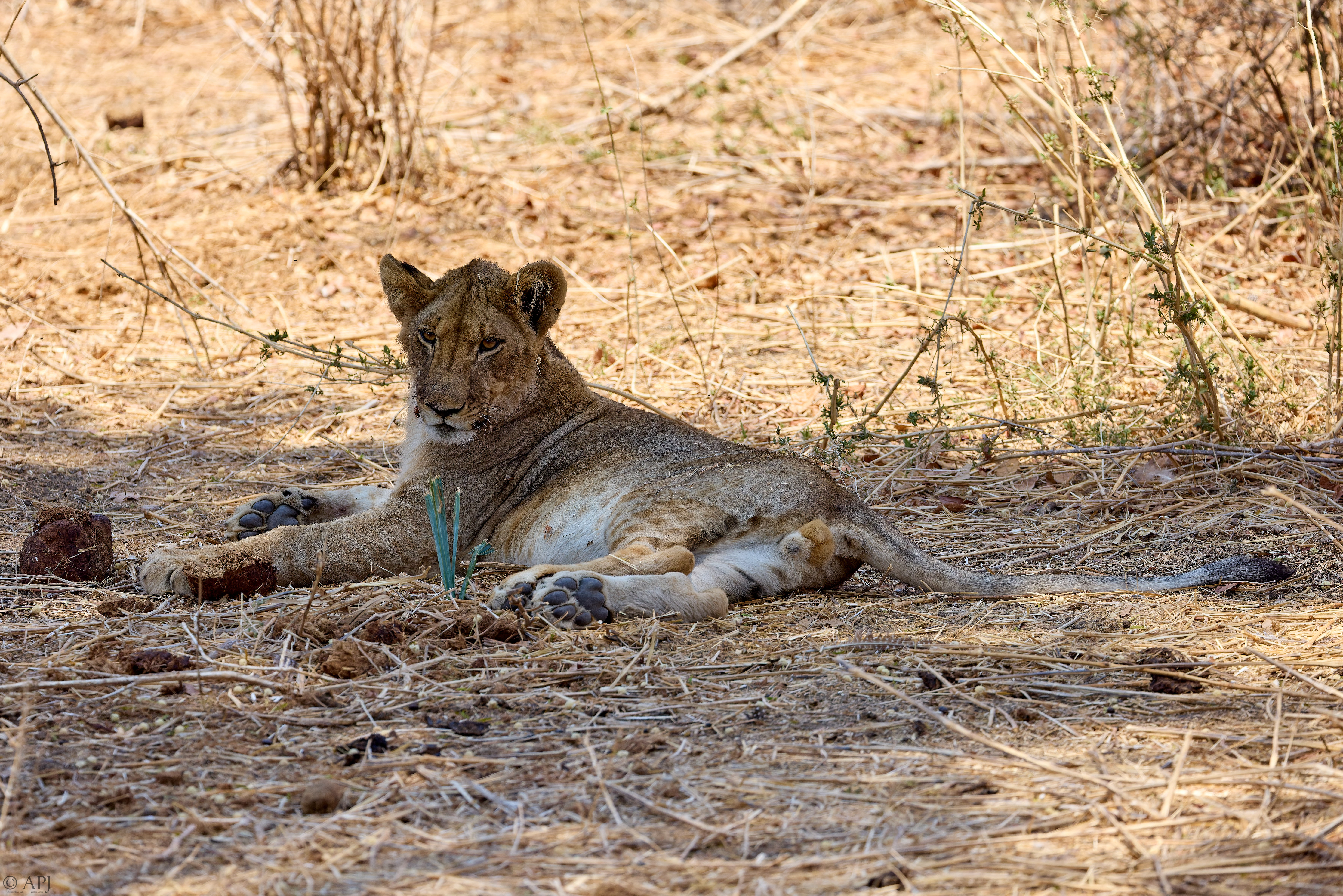 0275 APJ A7A6113 251008 DXO